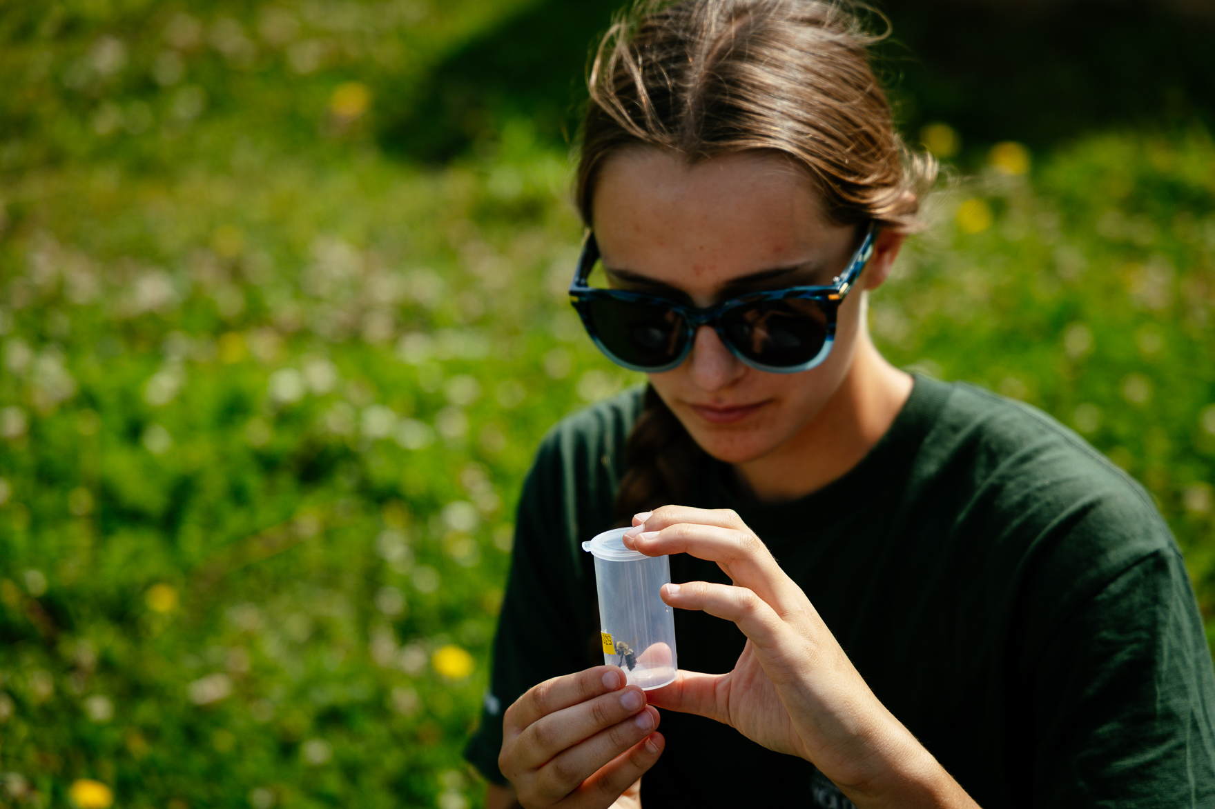 What's the buzz? Learn how to track bees with the Iowa Bumble Bee