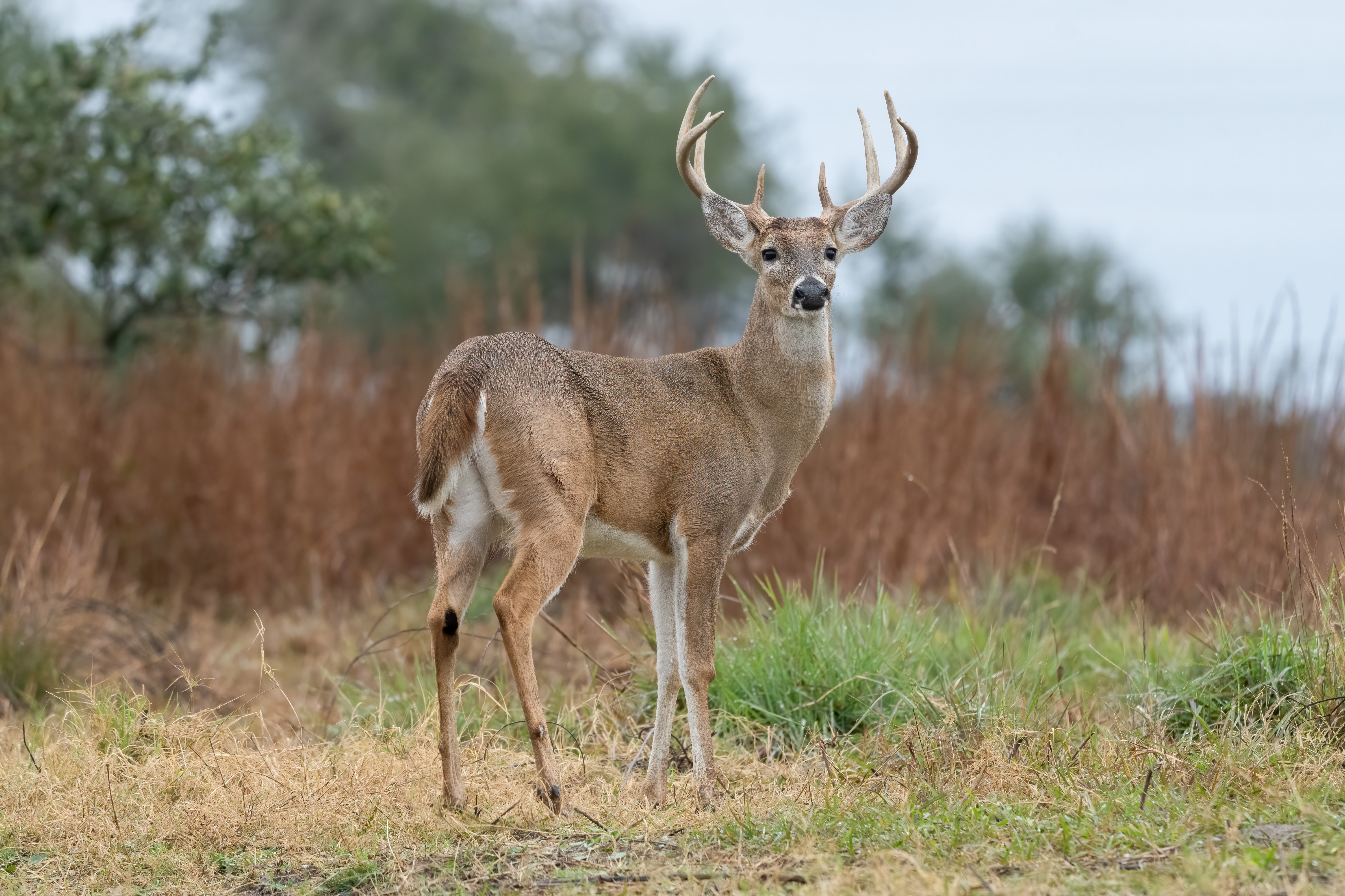We didnt have a lot of deer : Screwworm threat revives old fears in South Texas