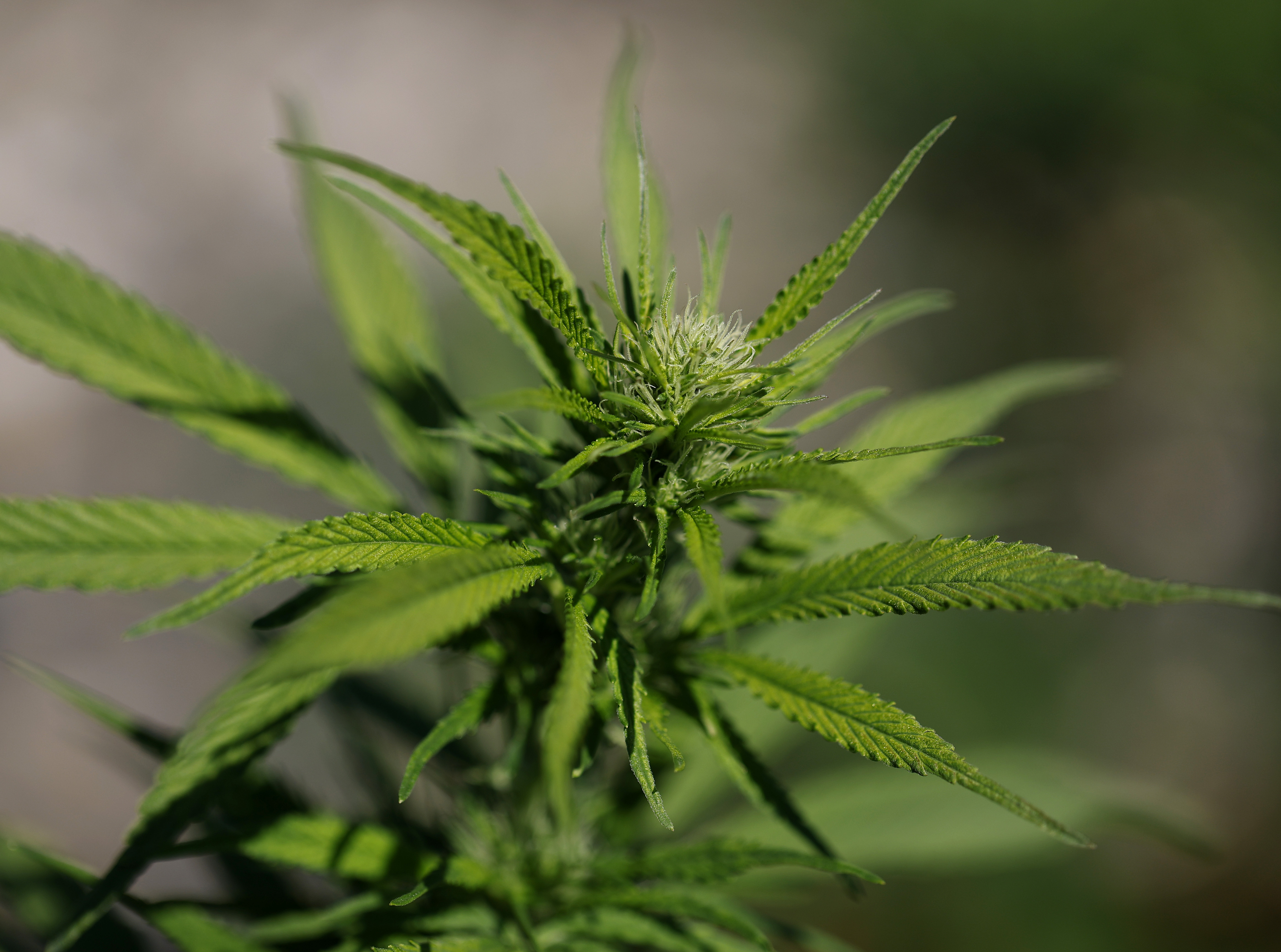 Sparse evidence for cannabis to treat mental health conditions highlights research gap