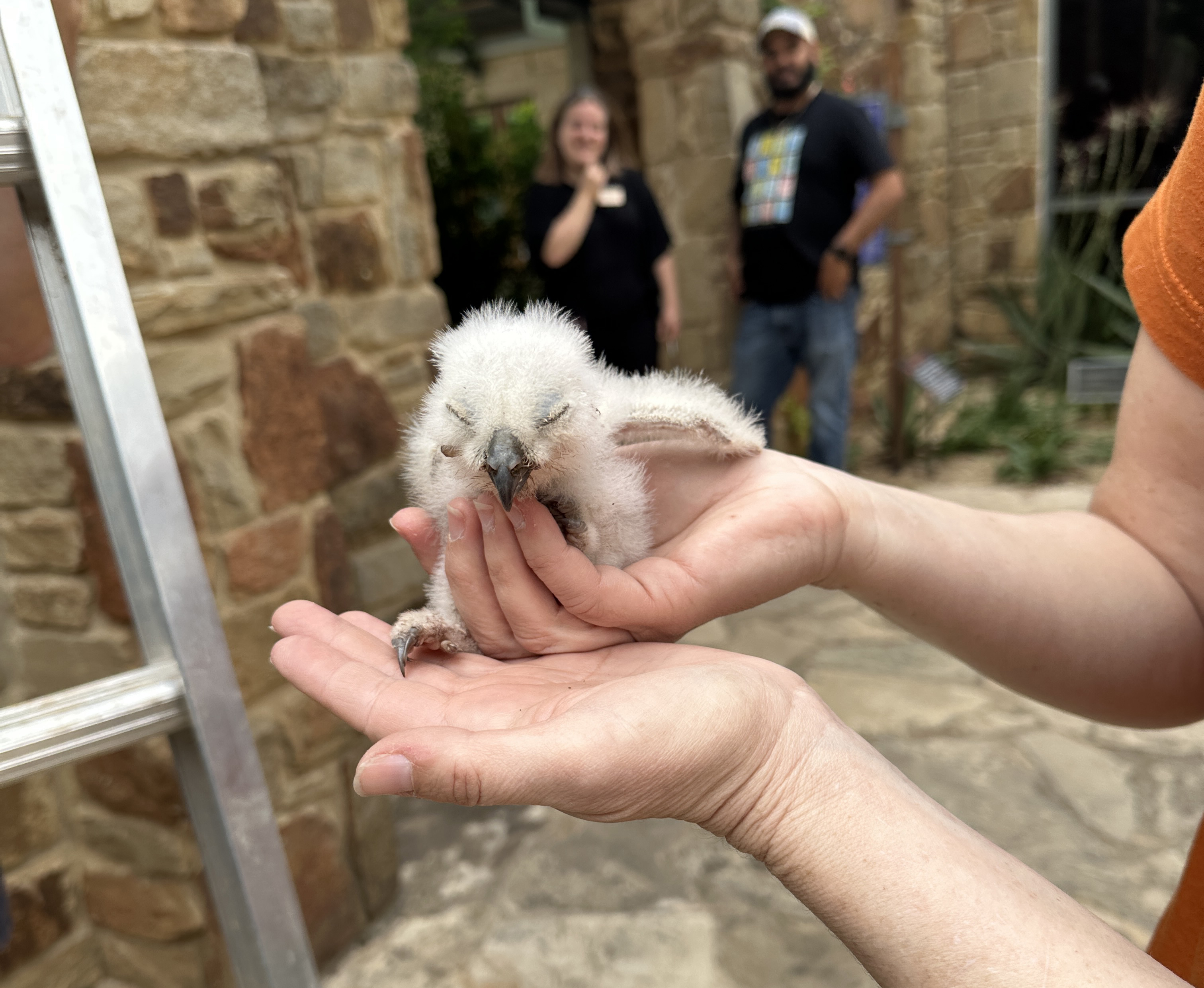 Athena's surviving owlet rescued from Wildflower Center, will be