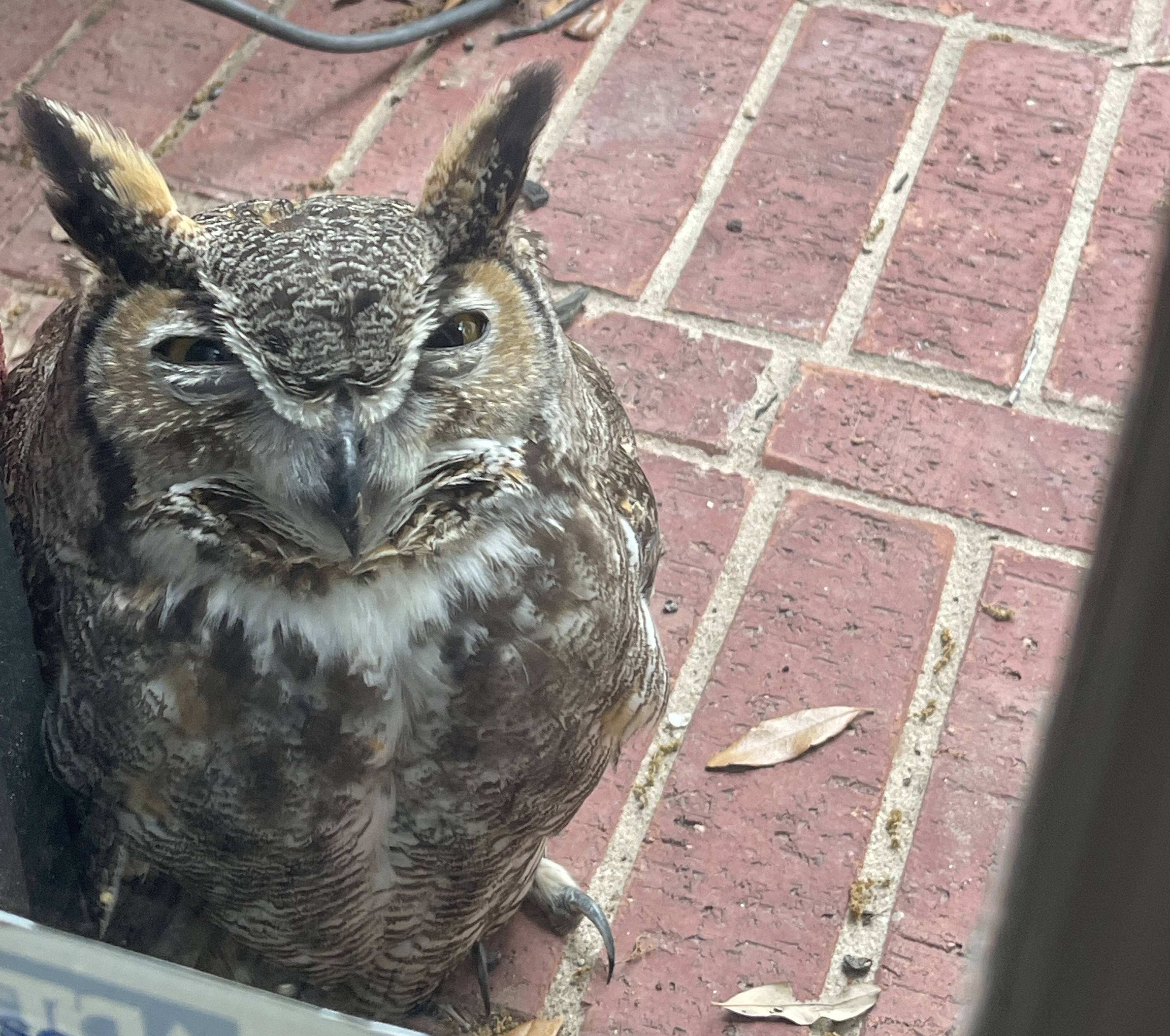 Owl Meeting 傷あり What happened to Athena's mate? This injured owl could provide