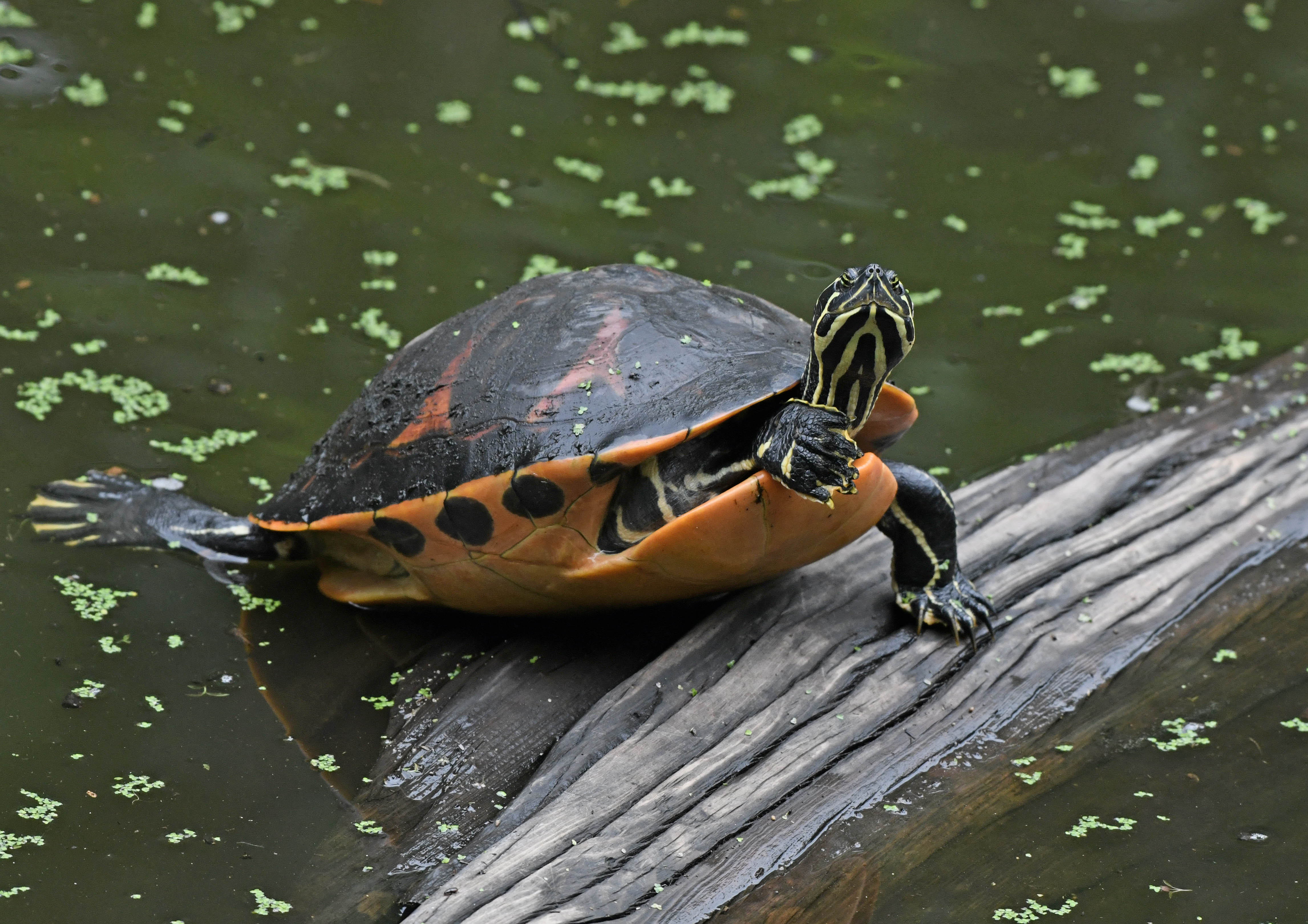 Introduction to the Florida Red - bellied Cooter