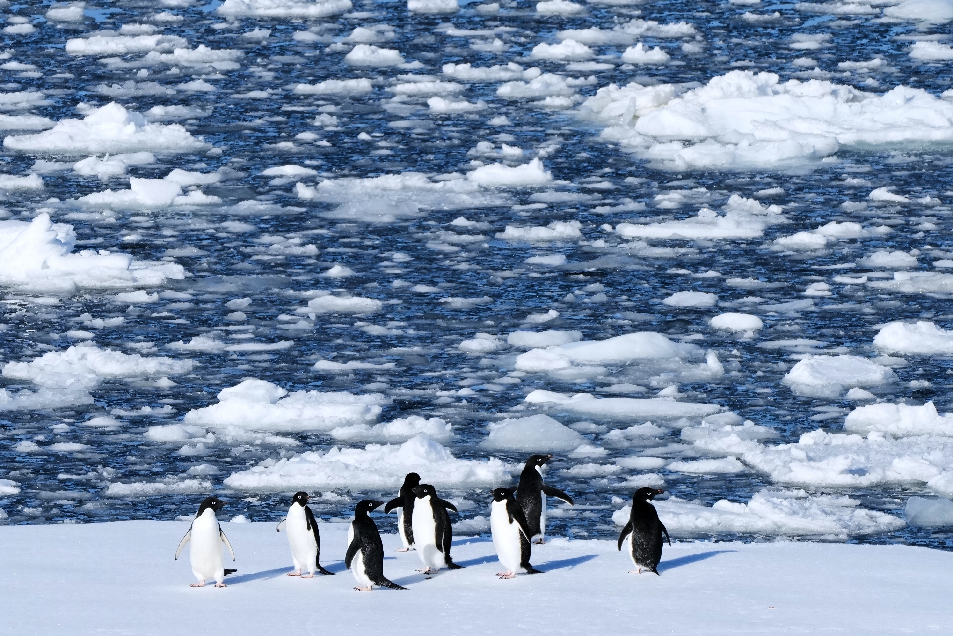 Researchers find Antarctic penguin breeding is heating up sooner