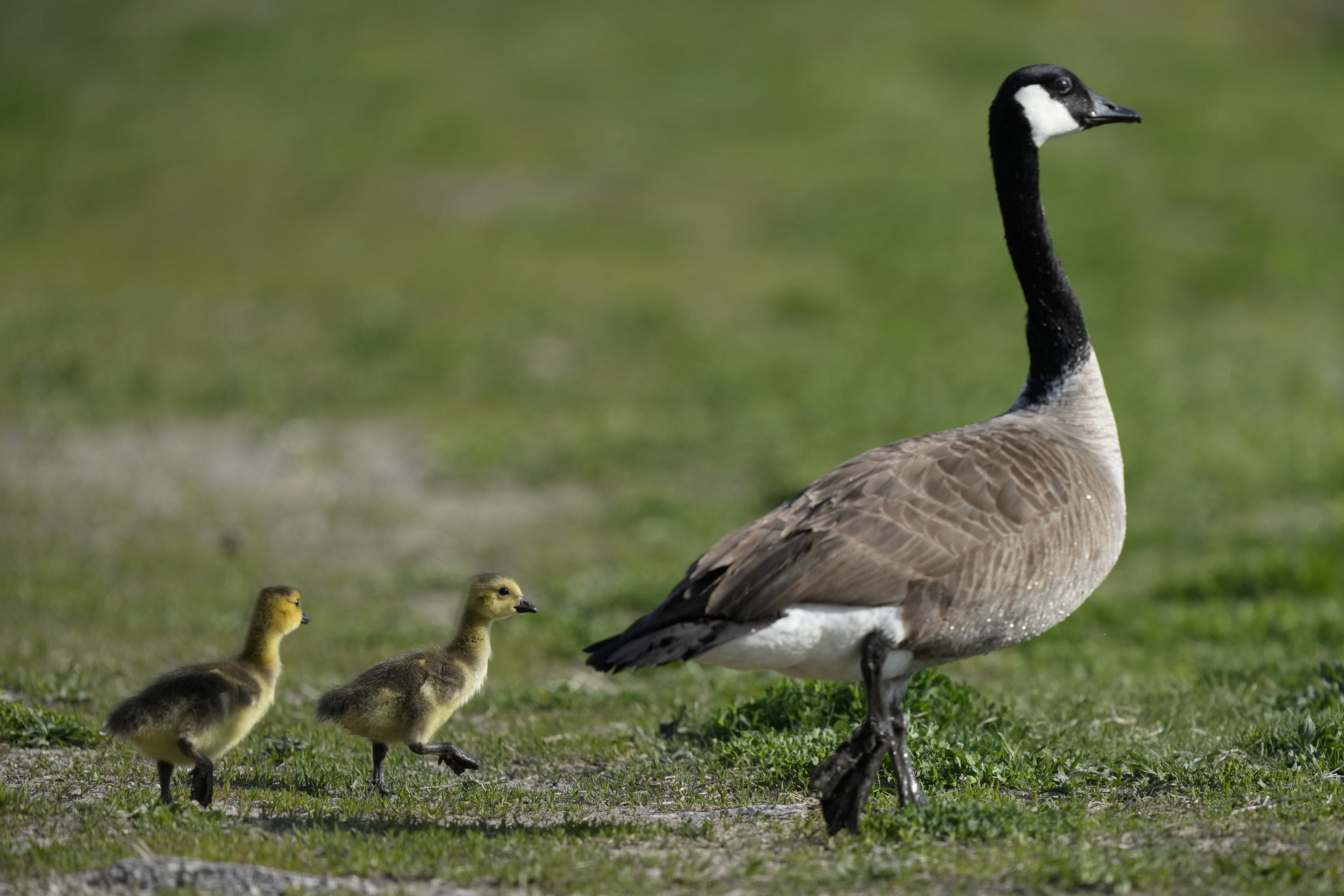Come along with some geese as they migrate back from their southern winter havens