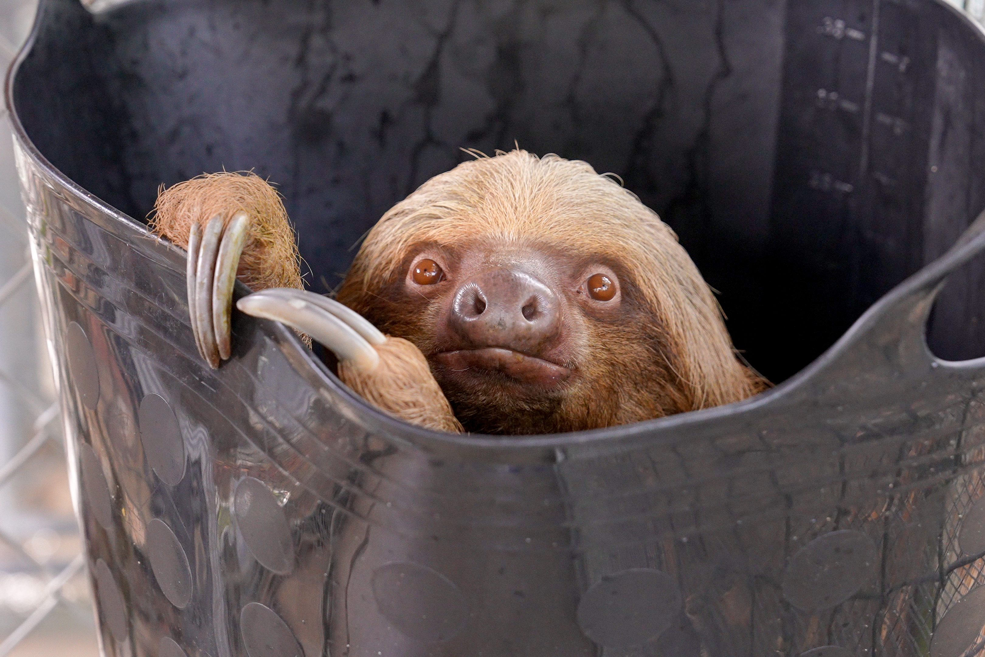 Third animal from Sloth World dies, leaving behind 10 sloths at