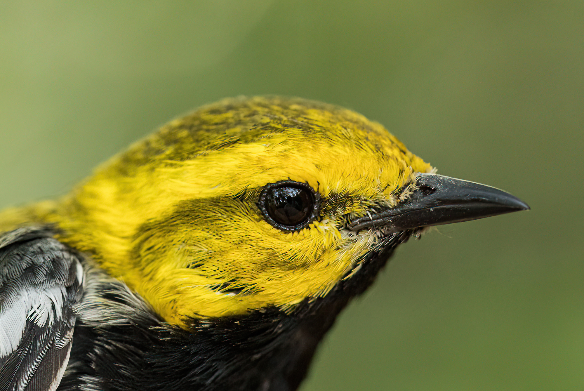 Wildlife group sues to protect rare bird in coastal Virginia, North Carolina