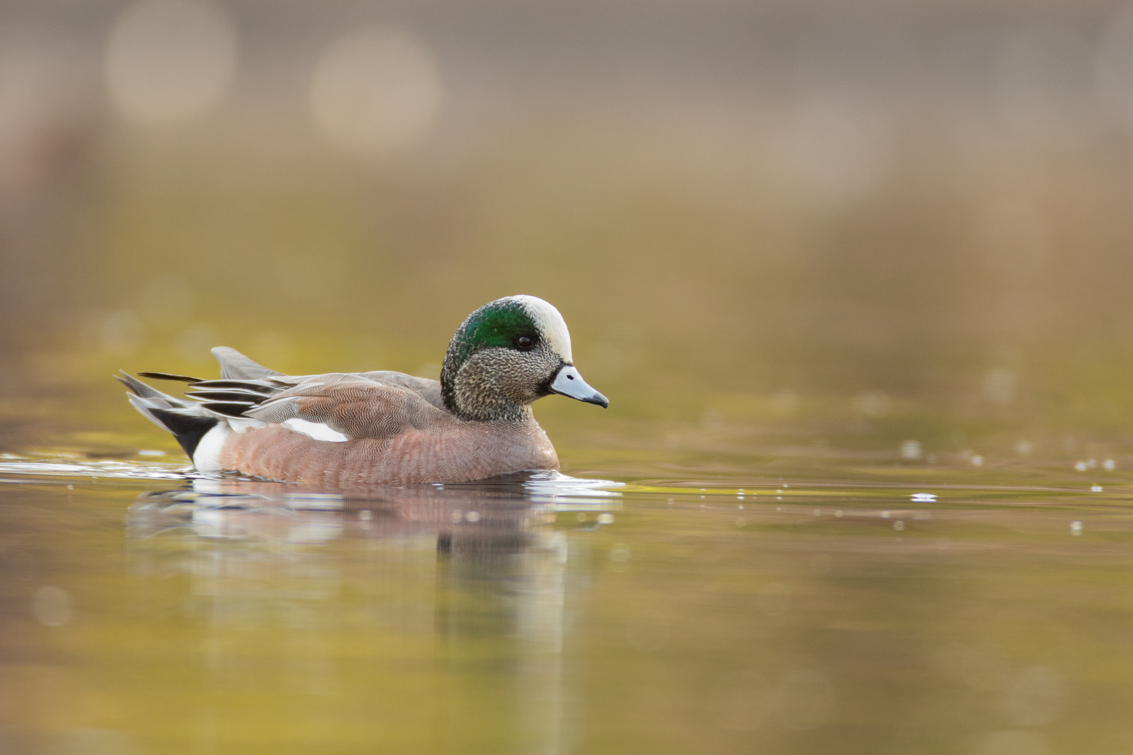 American Wigeon, Dean Smith, Wetlands Conservation