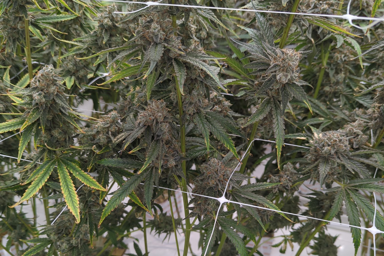 How are medical cannabis products made in Virginia?