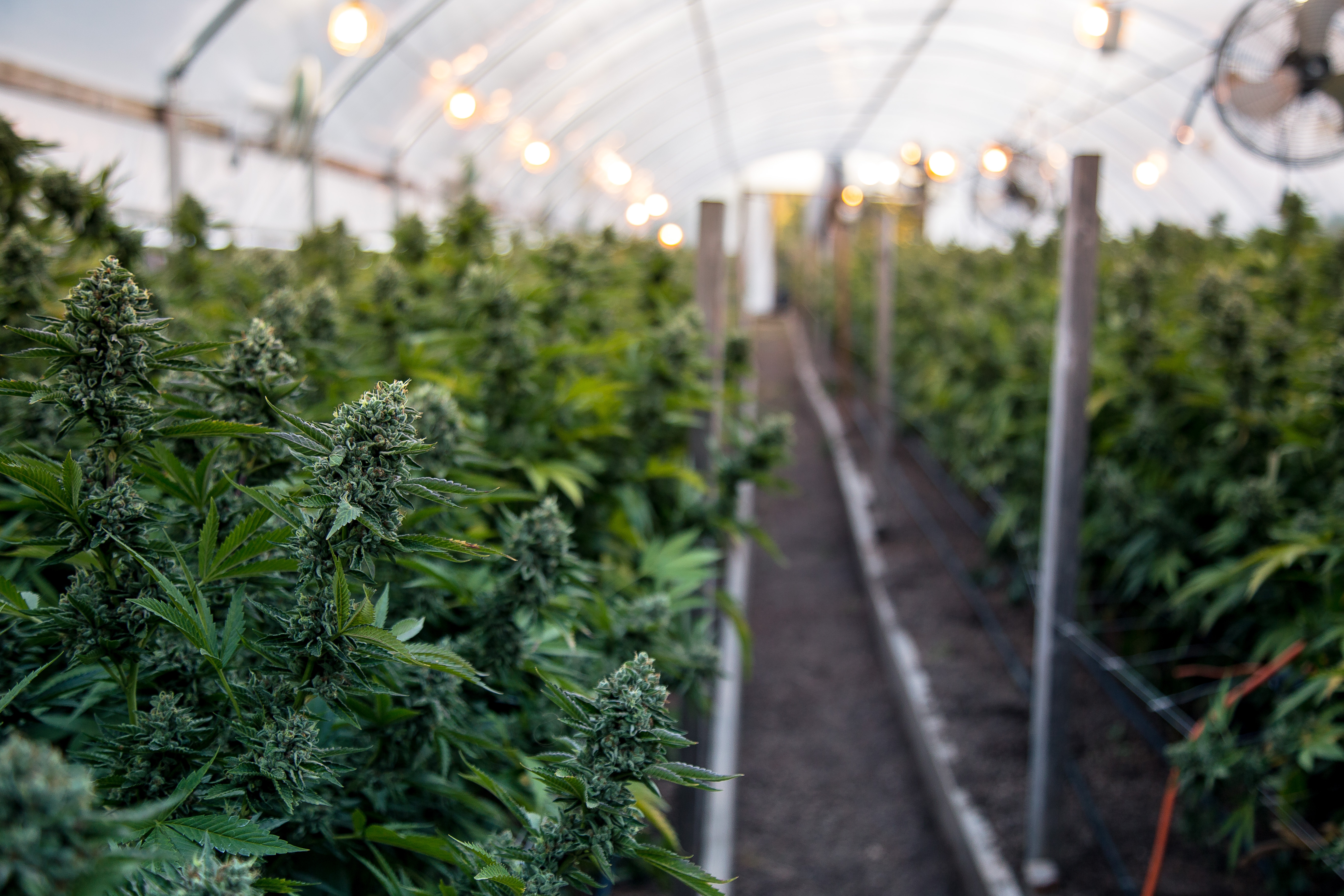 Florida Supreme Court Upholds State's Medical Marijuana Business Scheme - Vimarsana News