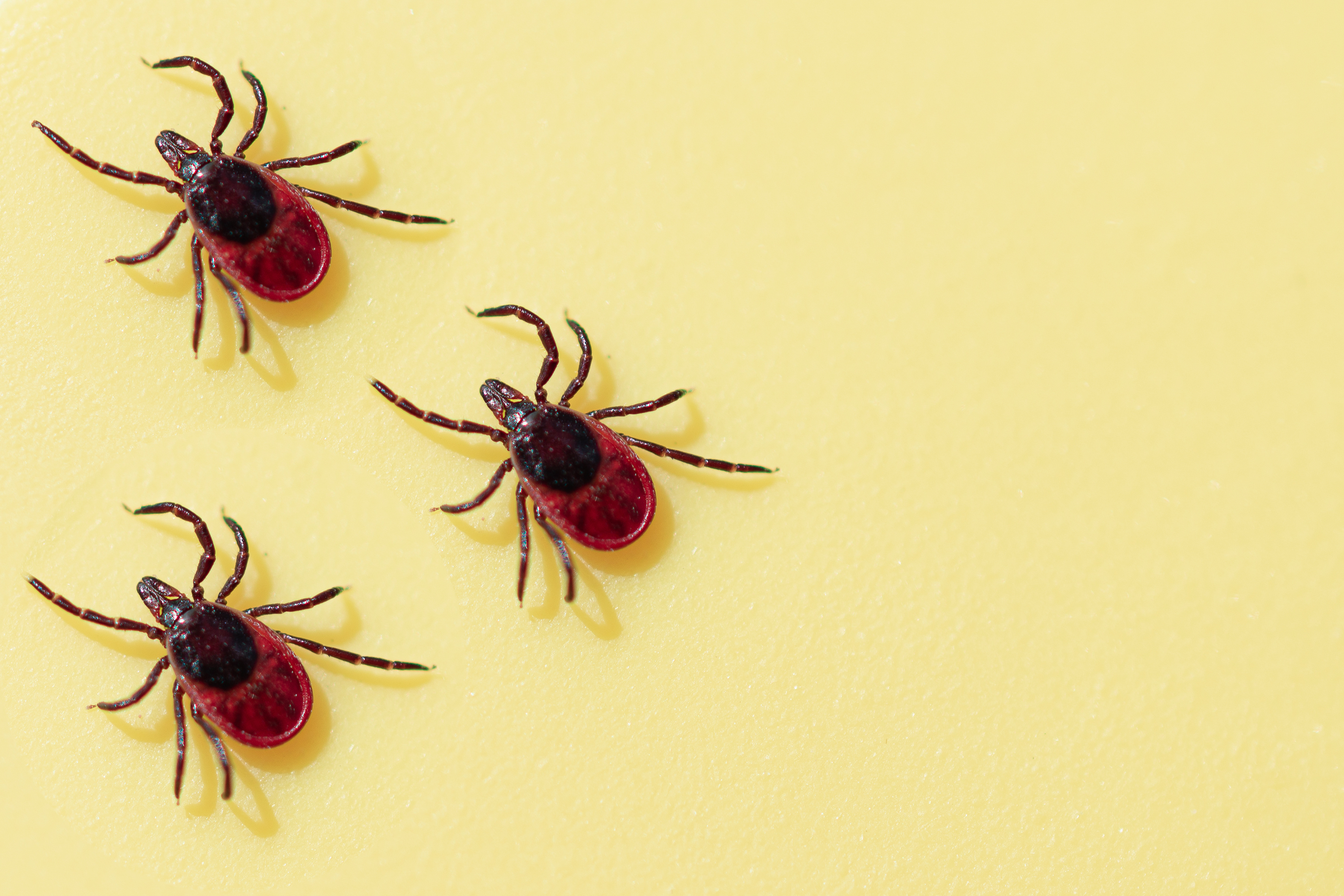 One tiny tick can ruin your summer. Here's how to avoid them - Vimarsana News