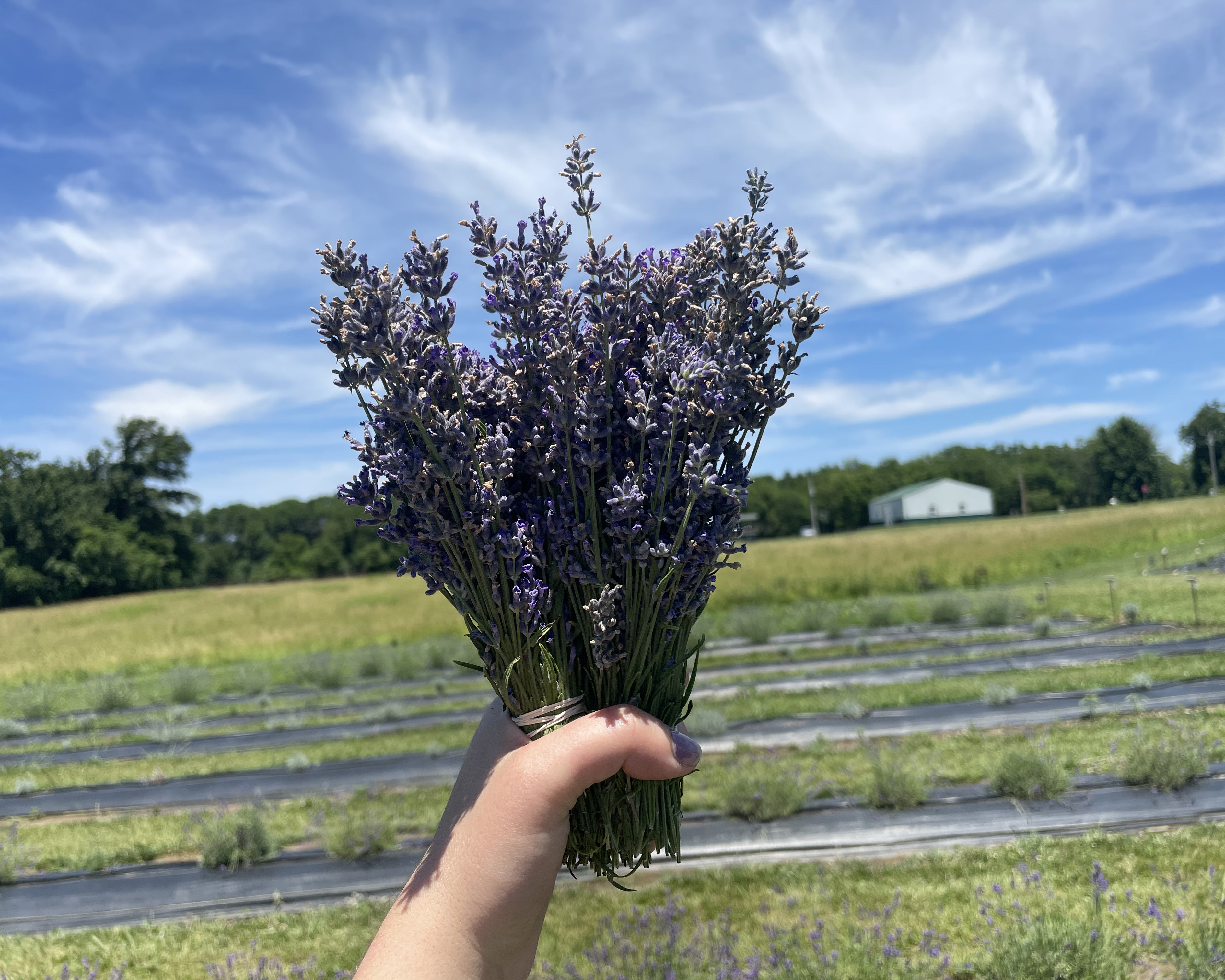 Lavender a Tough Crop for 'Muggy' Missouri, But This Couple is Giving it a Go. - Vimarsana News