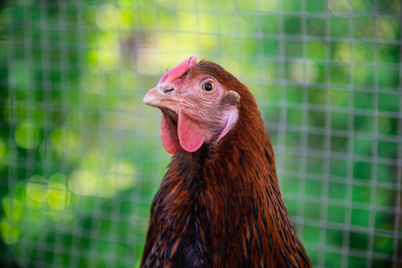 Ordinance to expand backyard chicken raising in Morehead city limits fails first reading - Vimarsana News