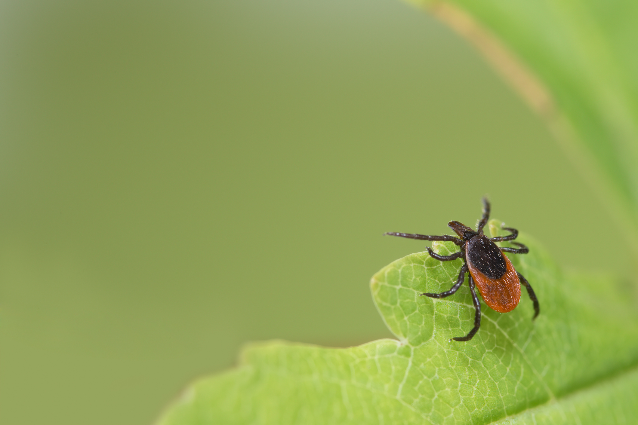 Once called Nantucket fever, this nasty tick-borne illness is on the rise - Vimarsana News