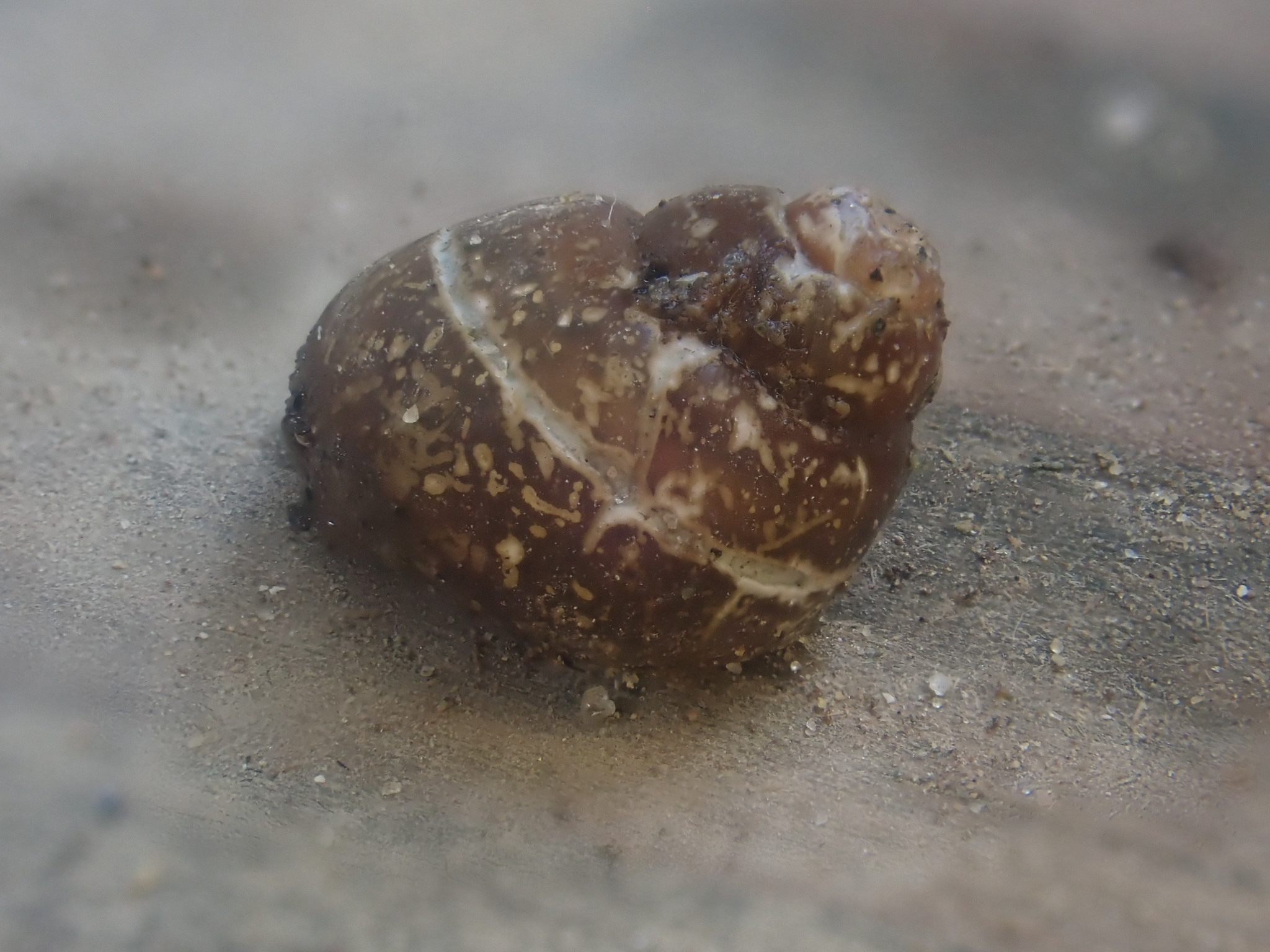 Two small snails are disappearing from Idaho rivers - Vimarsana News
