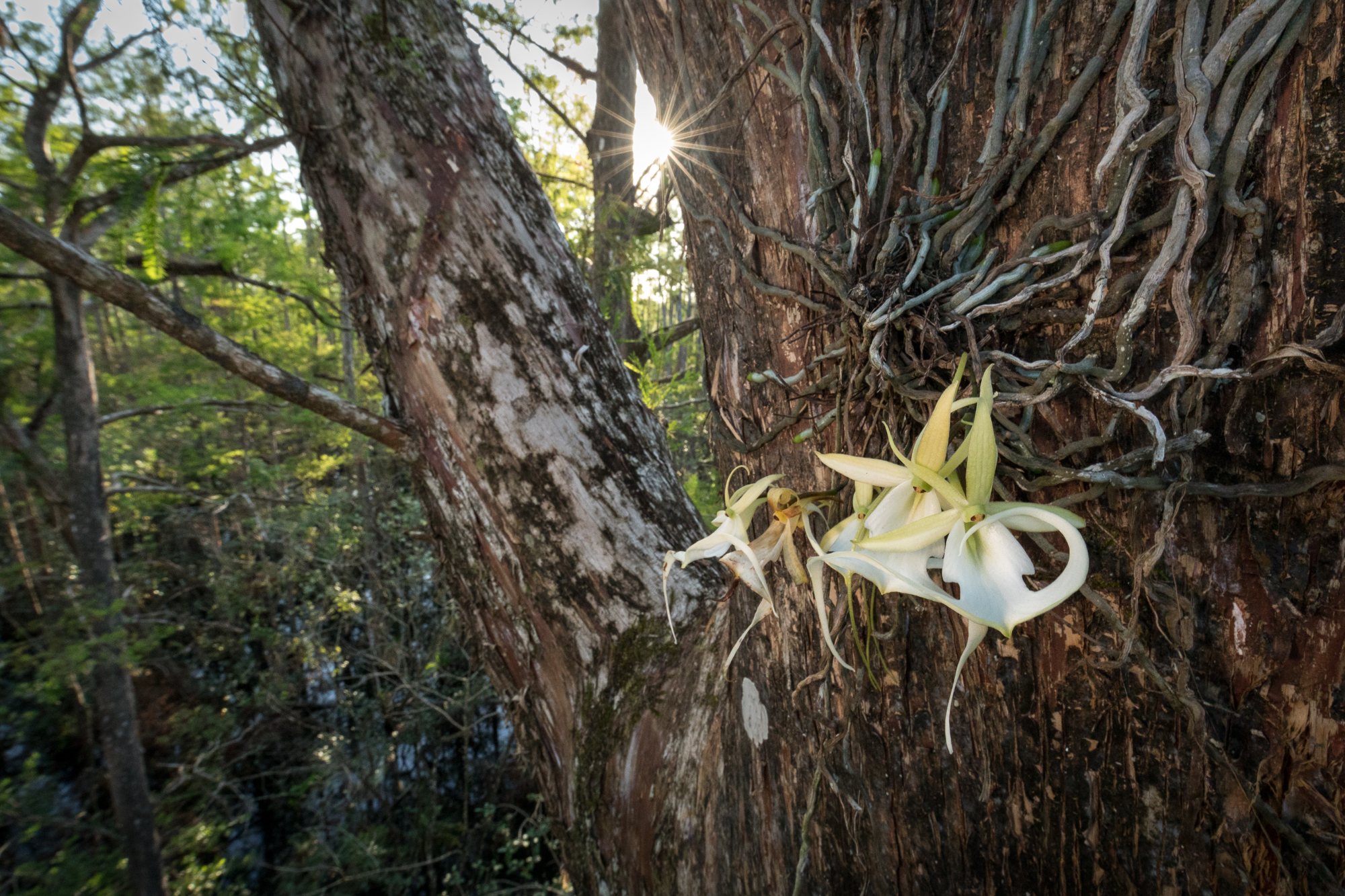 Environmental Roundup April 16, 2021 - Vimarsana News