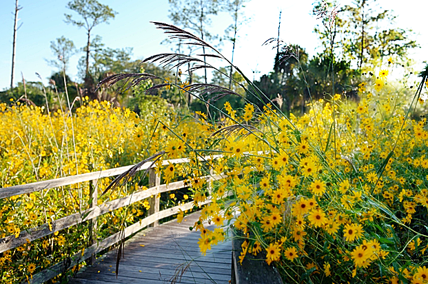 Best Place to Plant Sunflowers in Florida: Top Spots for Vibrant Blooms