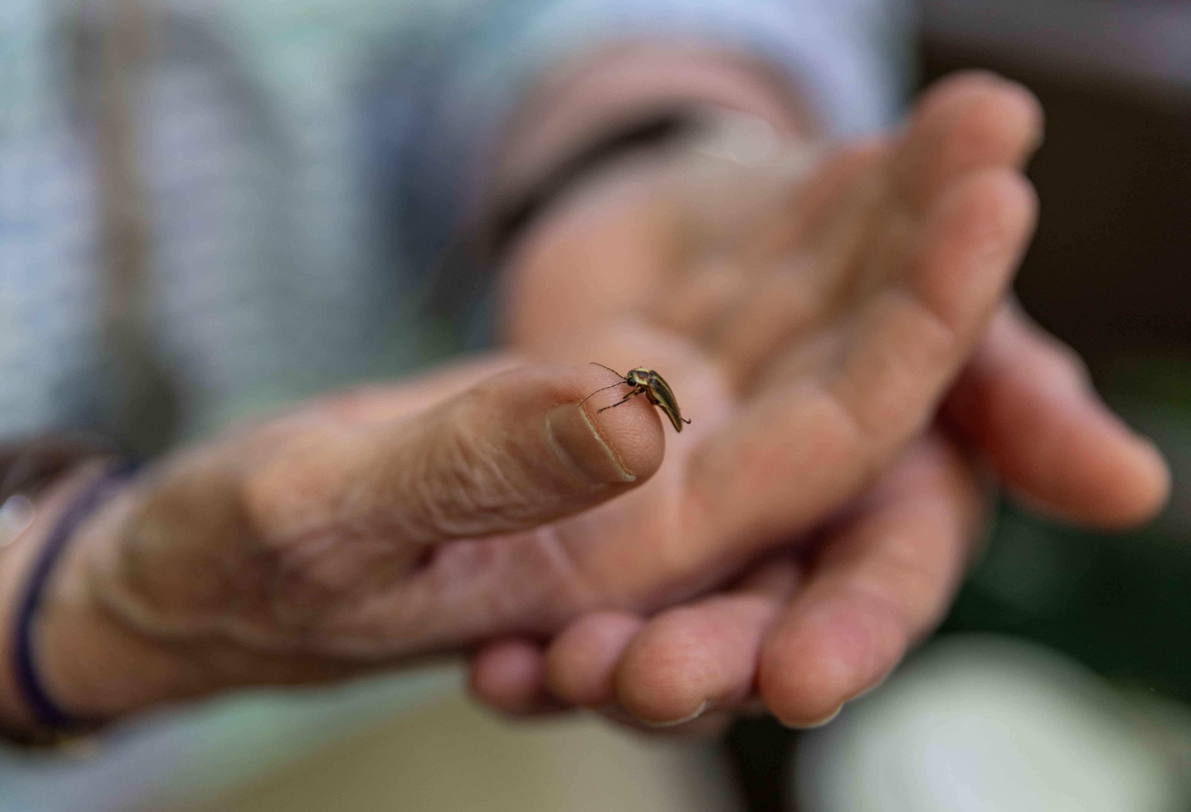 How synchronous fireflies blink in sync and where to see them : NPR - Vimarsana News