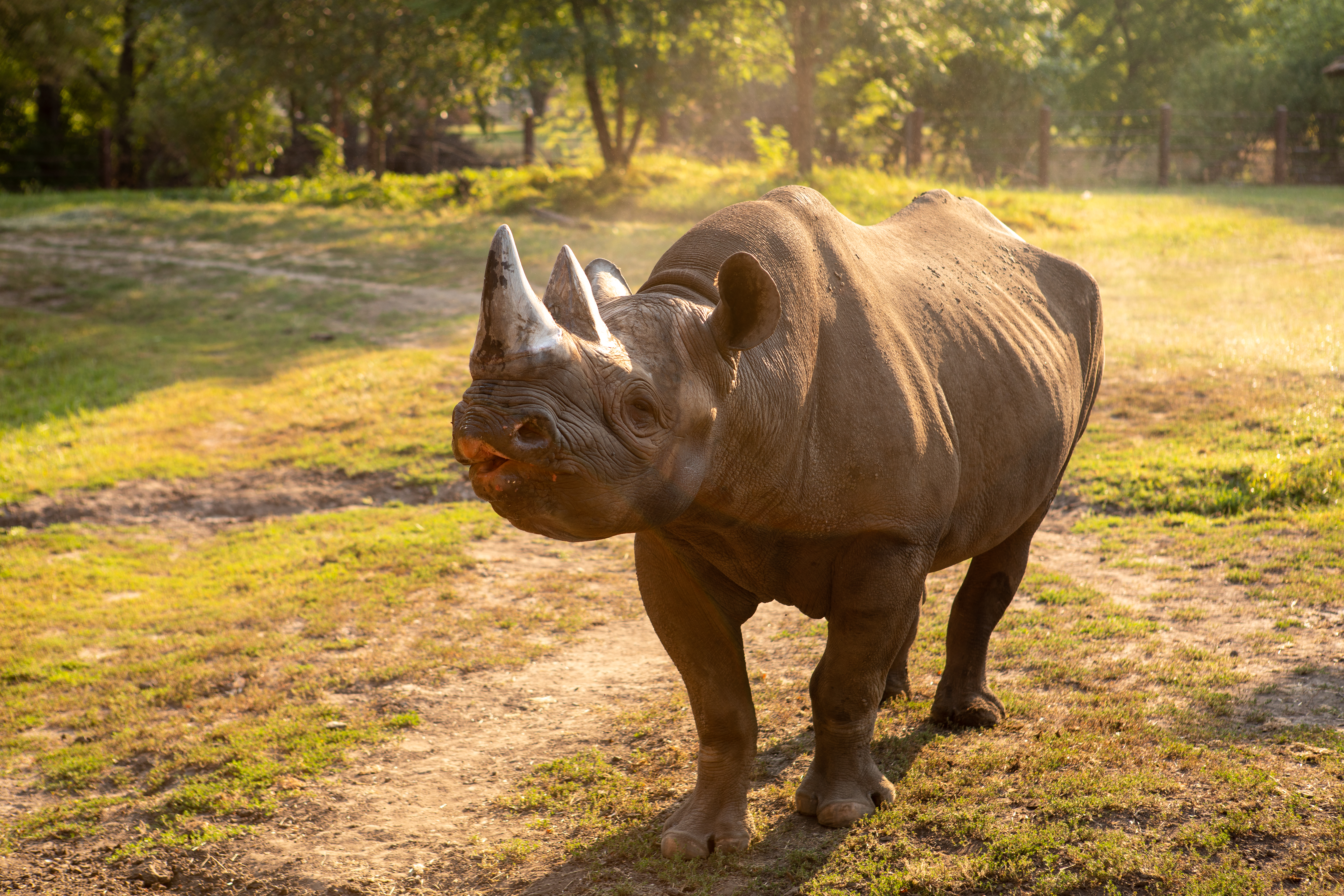 Great Plains Zoo leadership looks ahead to the zoo's future - Vimarsana News