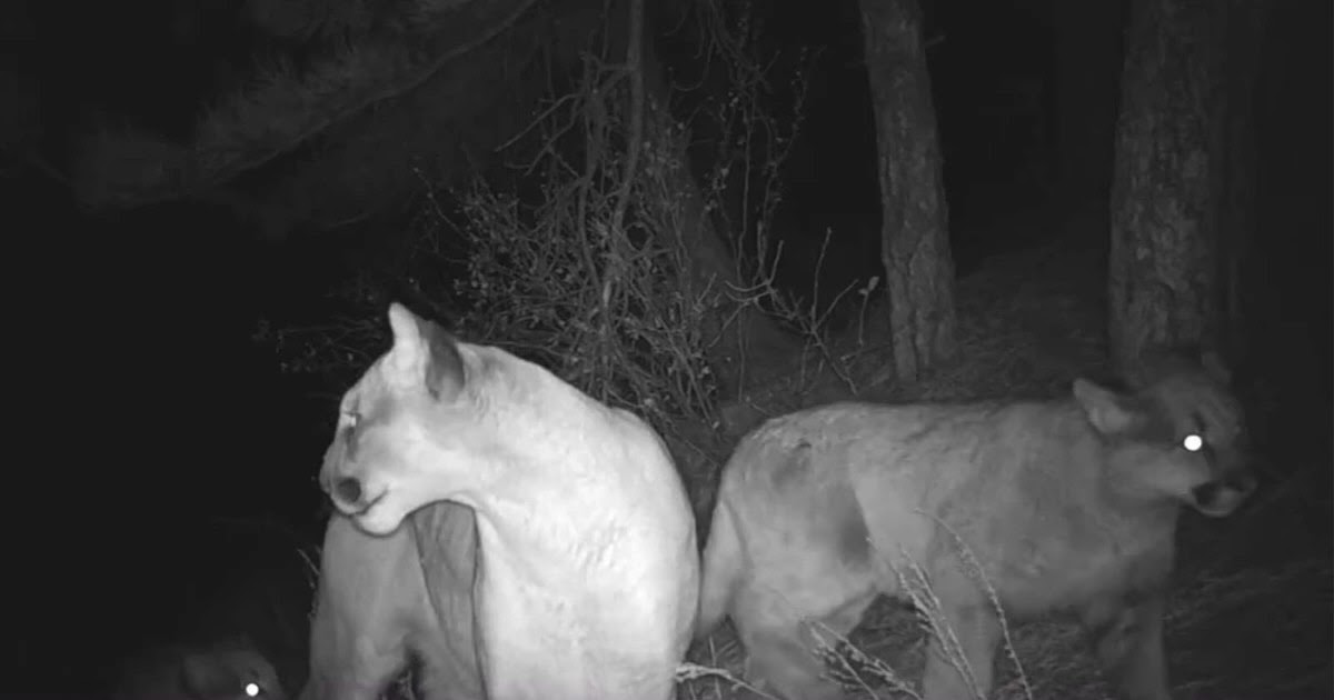 Opinion: Hunting is a valuable tool in managing lions - Vimarsana News