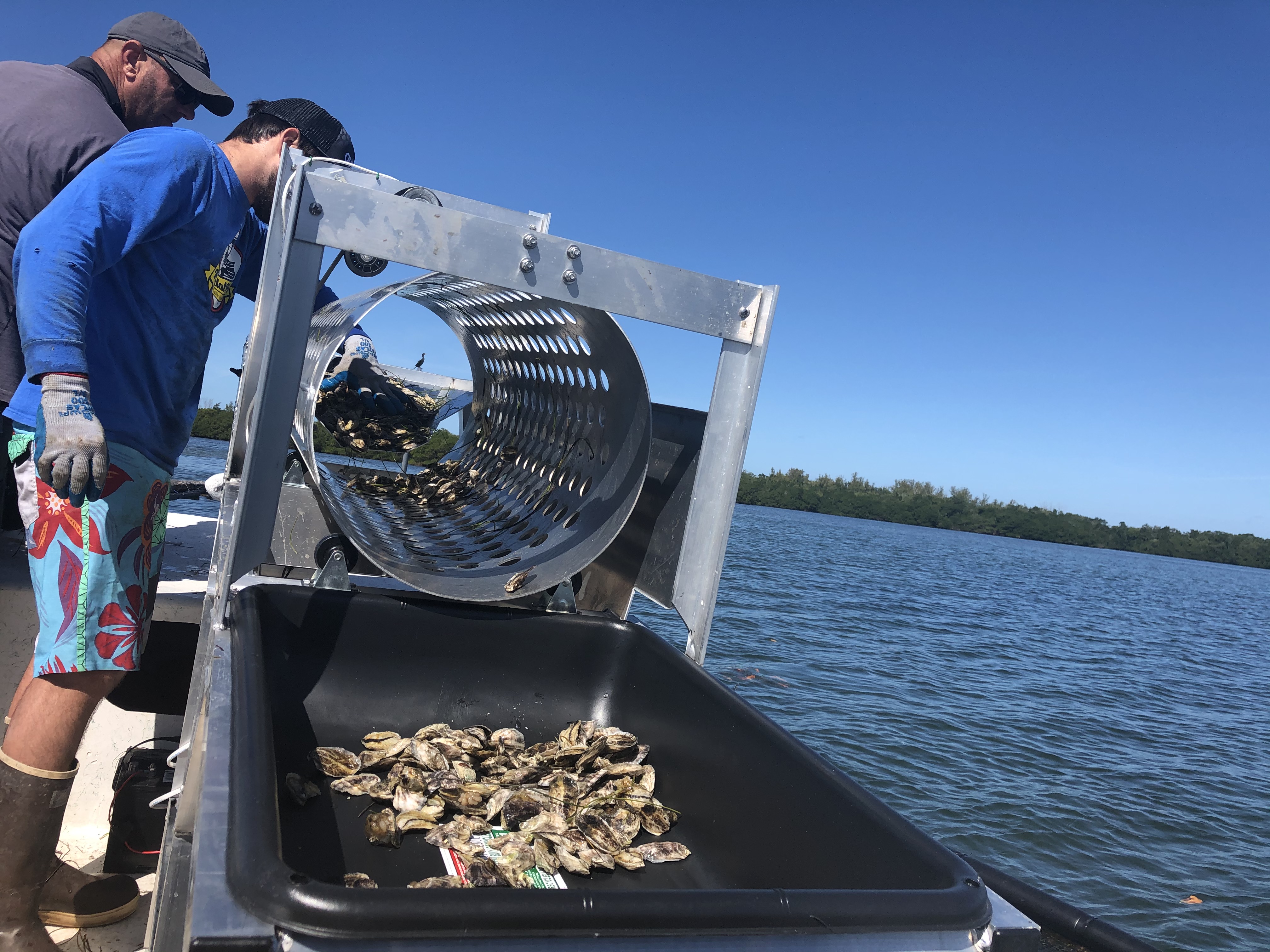 Tampa Bay Shellfish Growers Are Worried Wastewater Could Lead To Algae Blooms - Vimarsana News