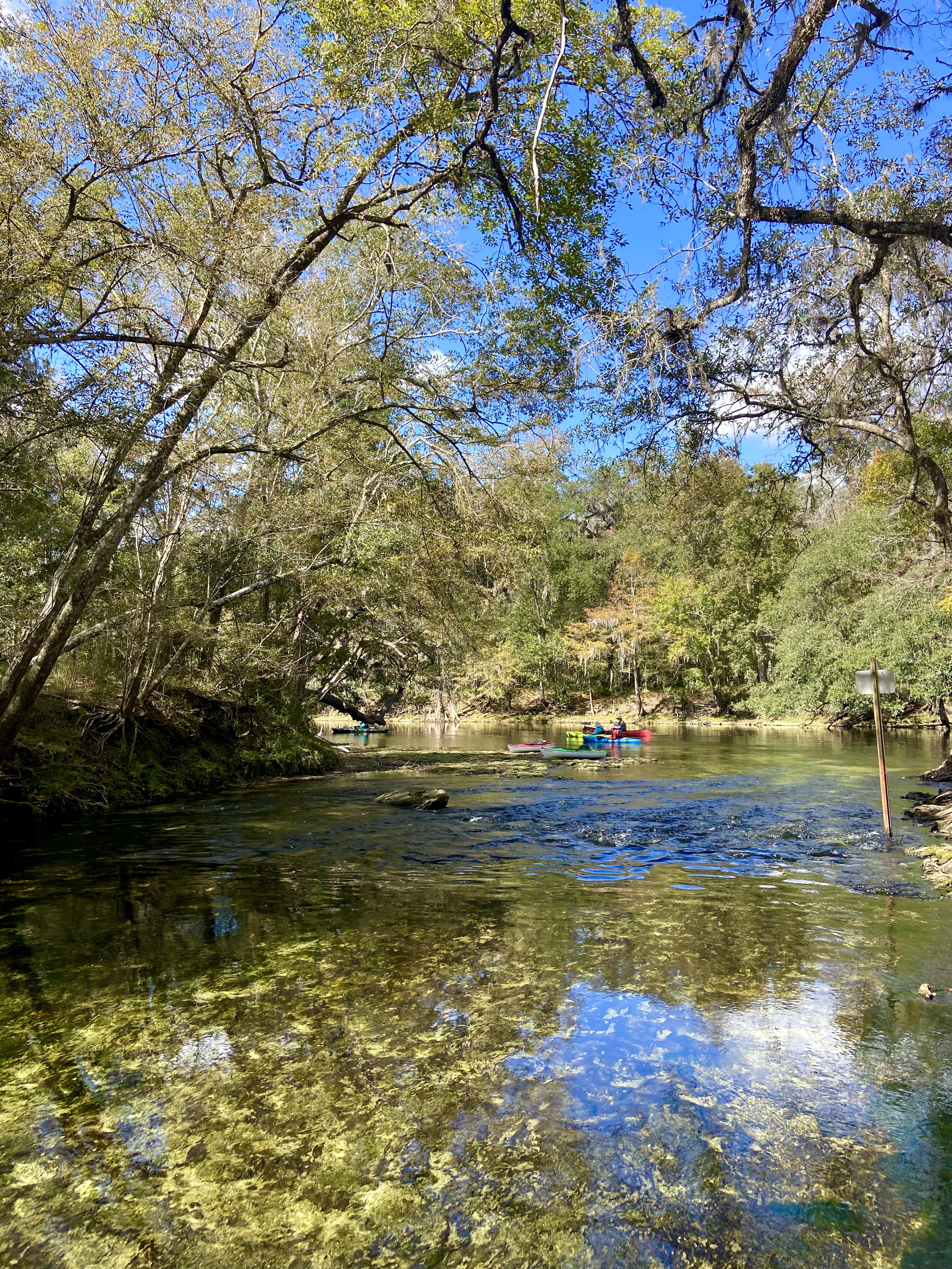 Water Worries | Some north Florida waterways go from pristine to green due to algae - Vimarsana News