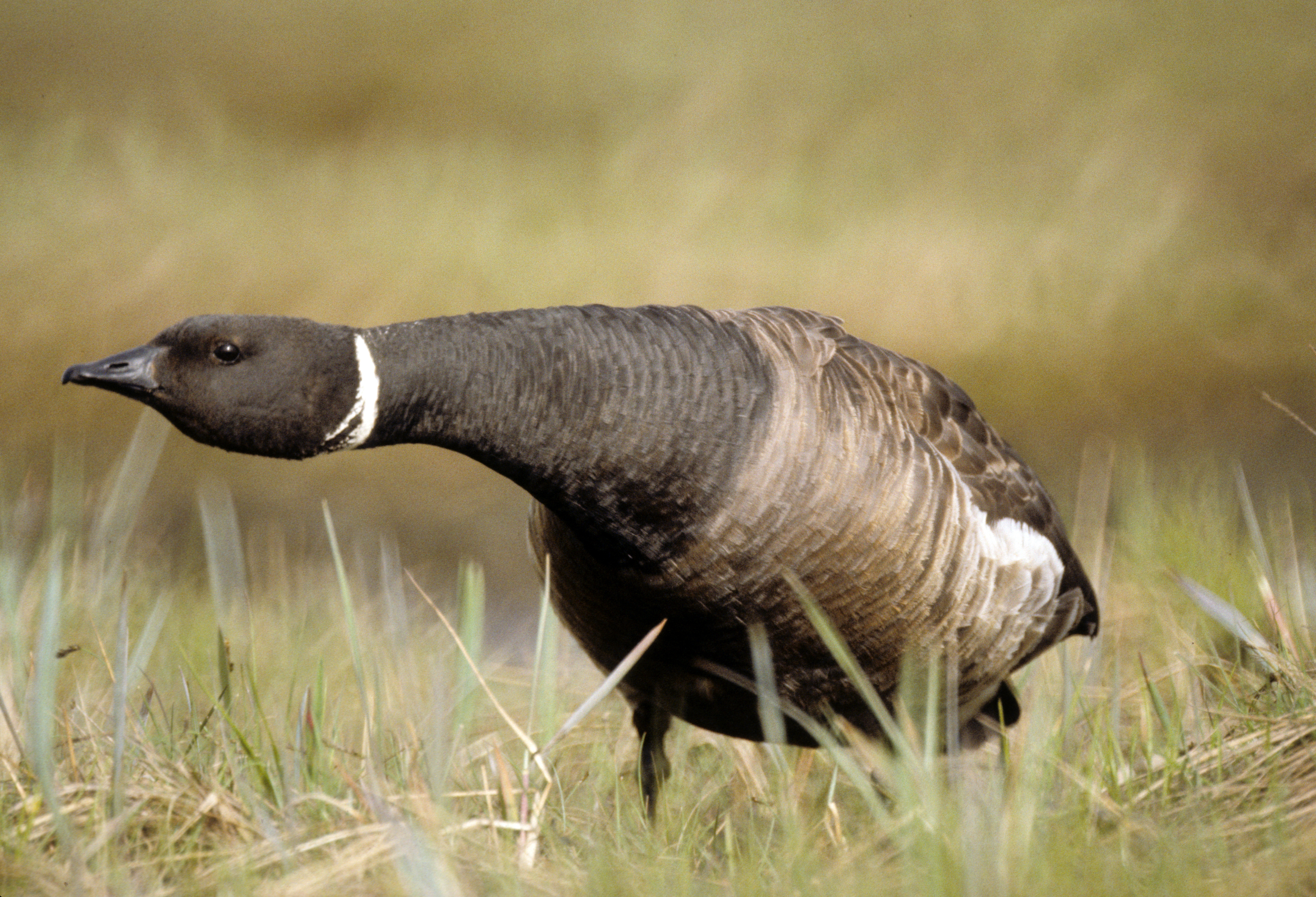 Federal managers announce Y-K Delta spring migratory bird harvest closure - Vimarsana News