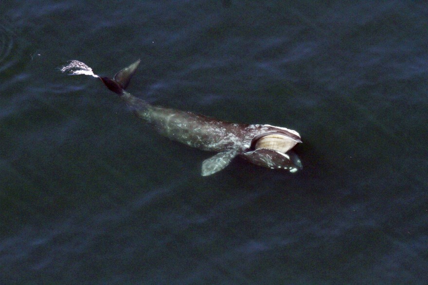 Some Georgia Residents Boycott Lobster Industry After Right Whale Dies - Vimarsana News