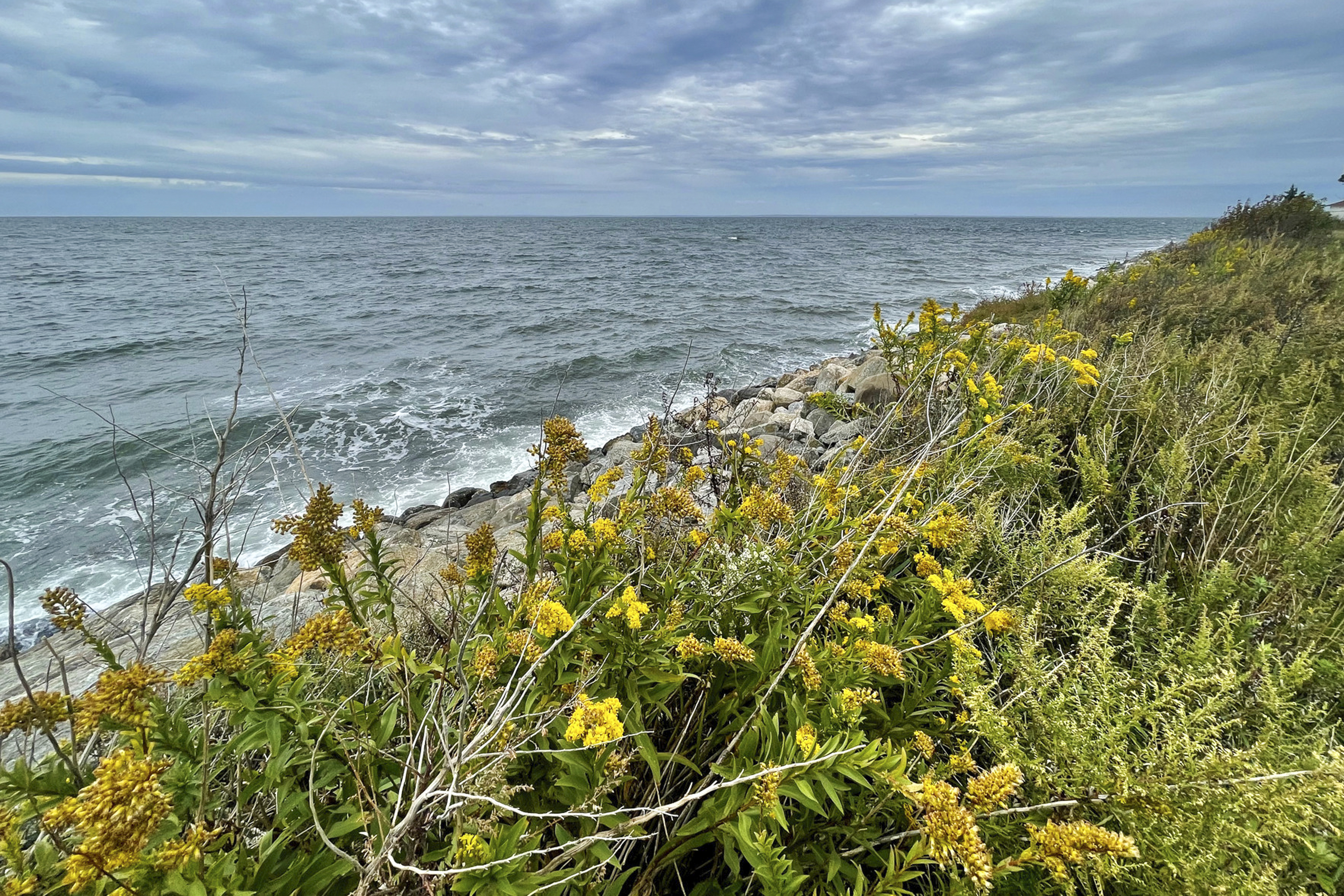Connecticut Audubon Society acquires Stratford Point, a haven for hundreds of birds - Vimarsana News