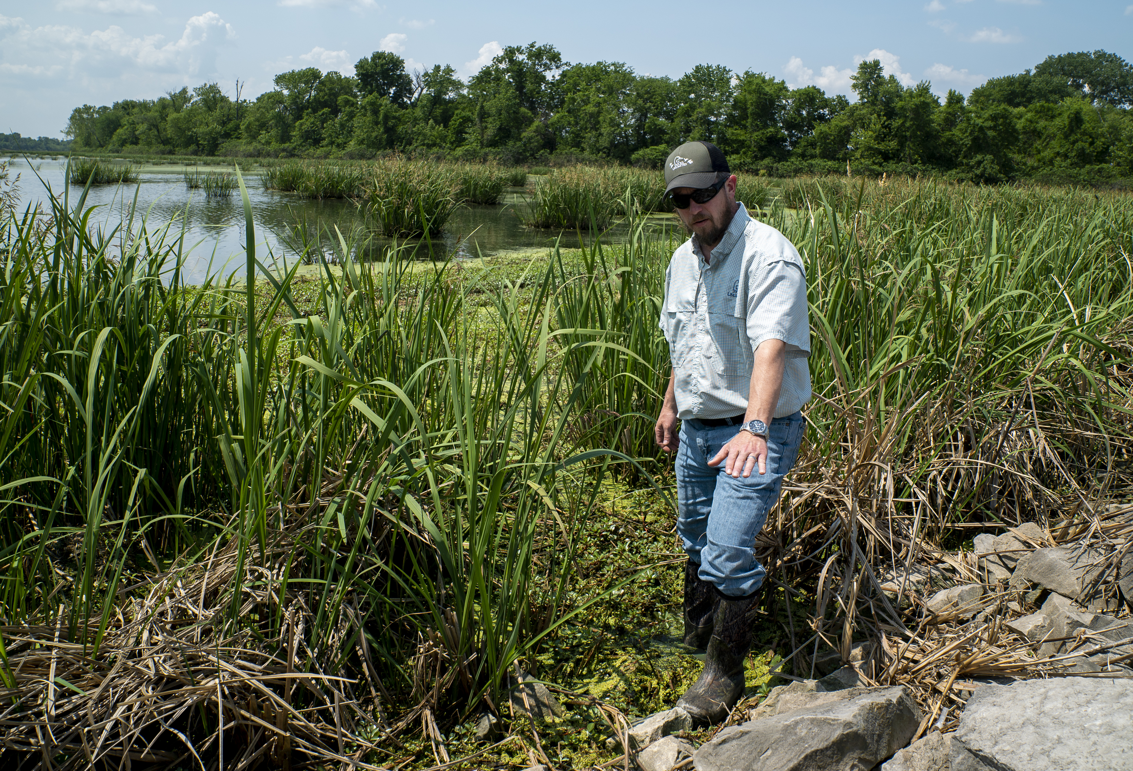 Wetlands are a key to flood management on the Mississippi River - Vimarsana News