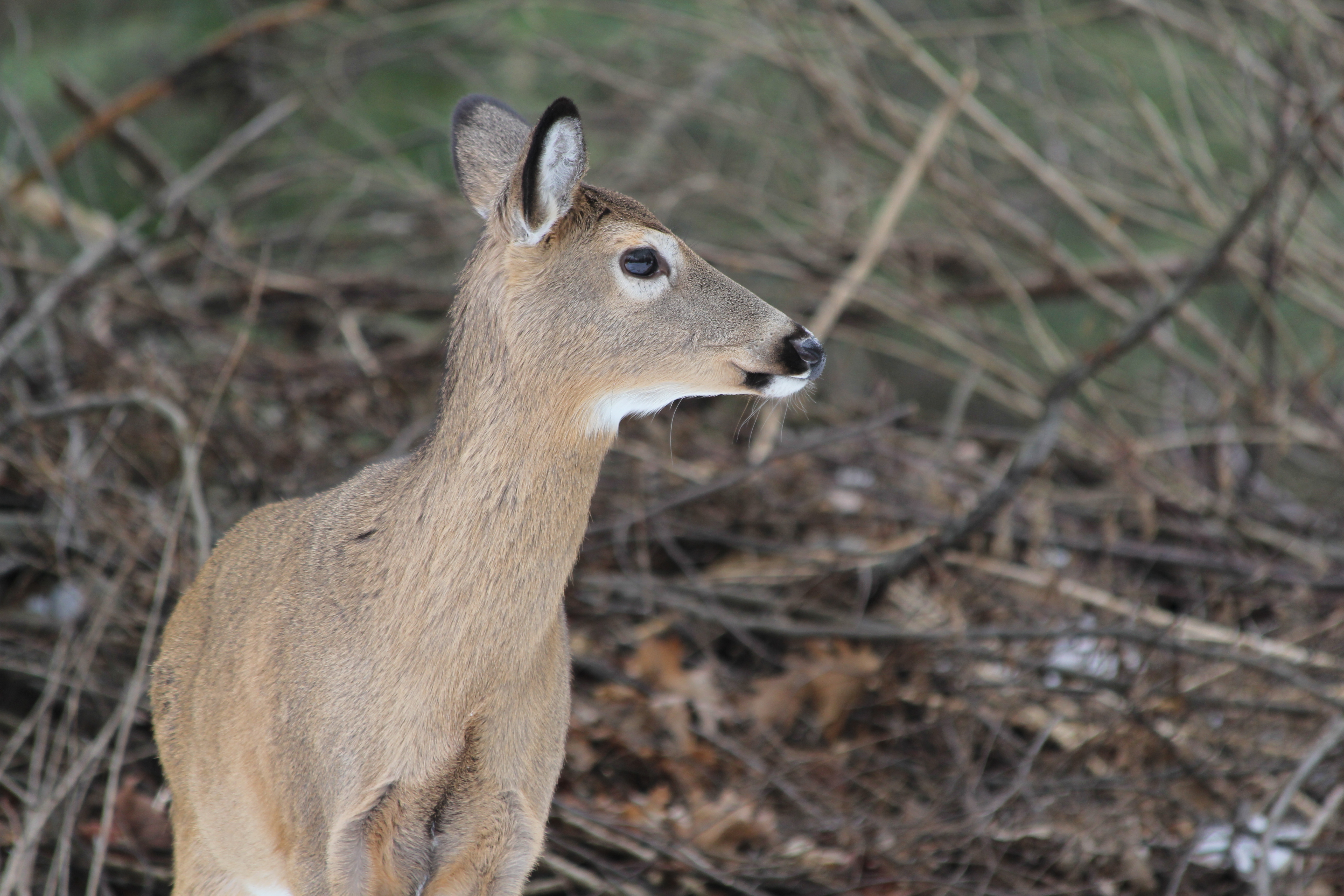 Pa. introduces new rules for hunters to limit the spread of 'zombie deer disease.' Here's what to know. - Vimarsana News