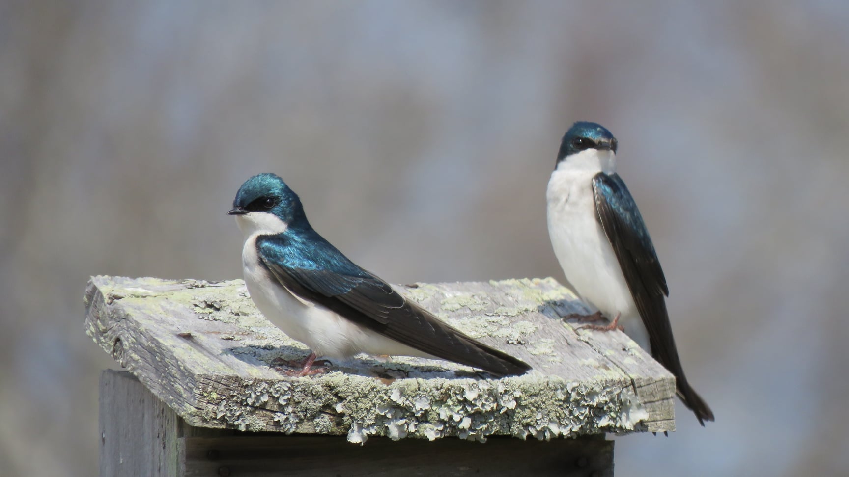 The Bird News for May - Vimarsana News