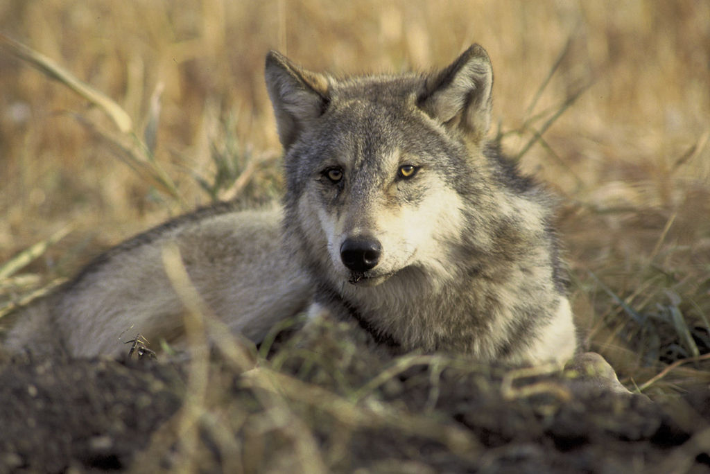 PM News Brief: Relisting Gray Wolves, Pride Center Exits & Climate Emergency - Vimarsana News