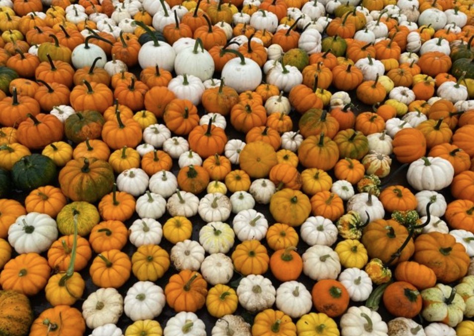 Despite a 'challenging' drought, pumpkin farmers see a solid crop for the Halloween season - Vimarsana News