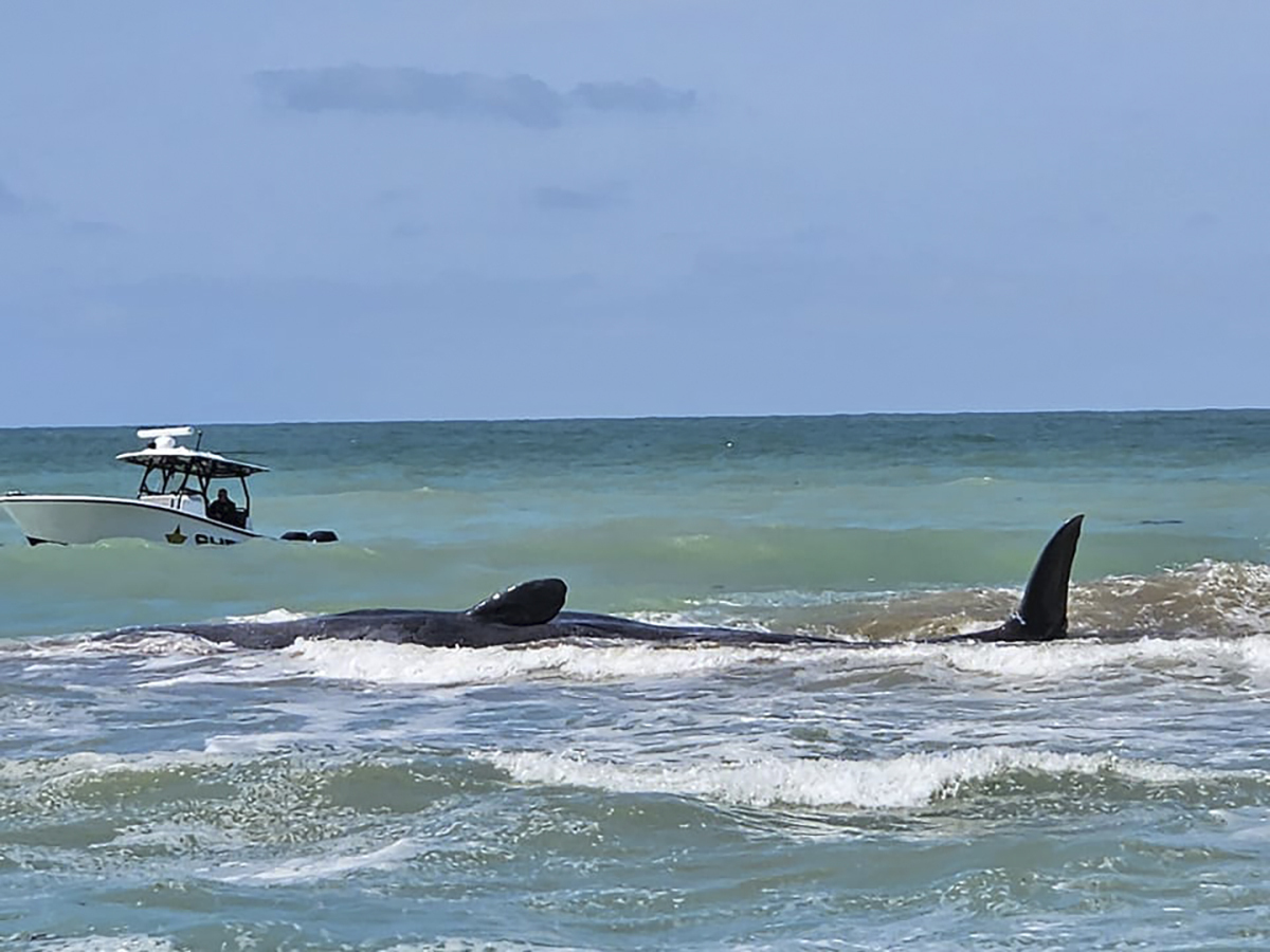 Officials: stranded whale in Venice likely will be a recovery, not rescue - Vimarsana News