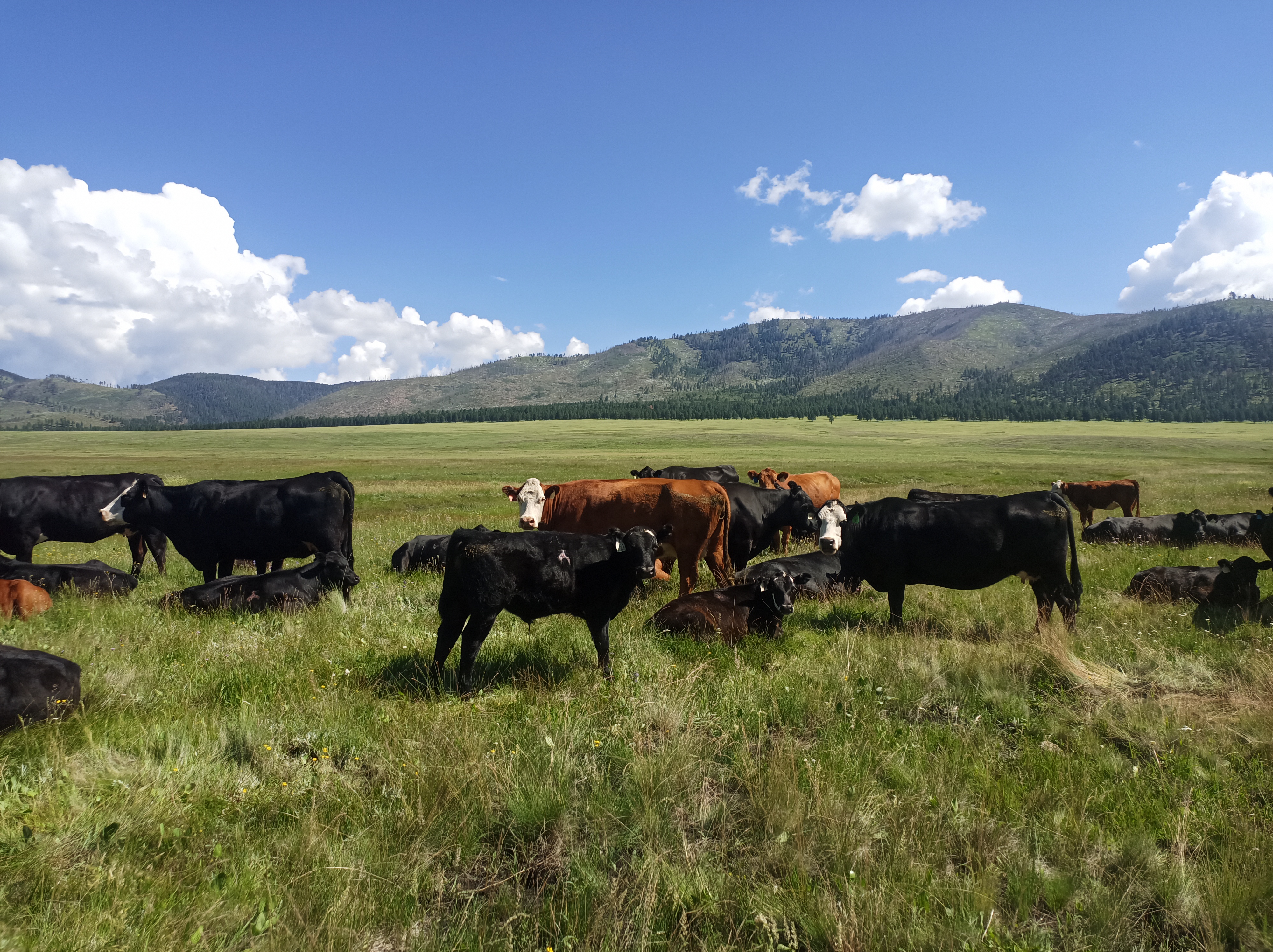Yearslong battle over trespassing cows on Valles Caldera triggers lawsuit - Vimarsana News