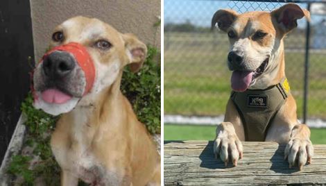 Collier County could be getting an animal abuse registry; database would help to reduce abuse - Vimarsana News