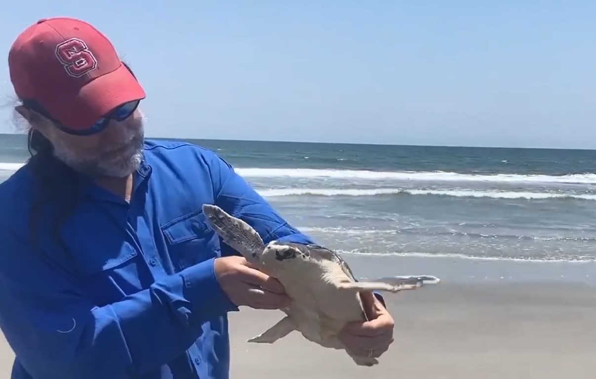 On World Turtle Day, Kemp's ridley returned to the ocean after months of care and rehabilitation - Vimarsana News