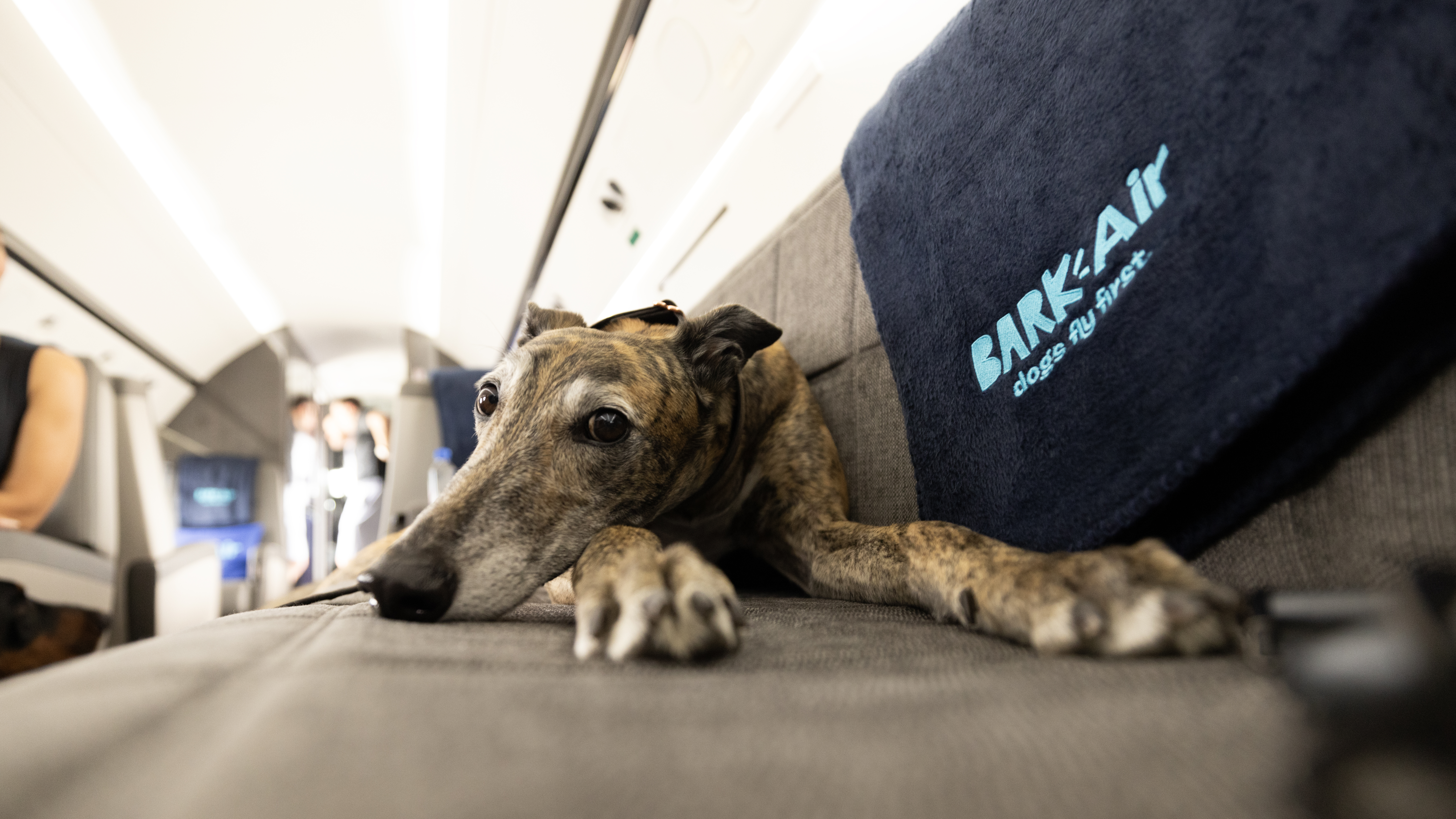 Air travel has gone to the dogs — literally. Here's what to know about BARK Air - Vimarsana News
