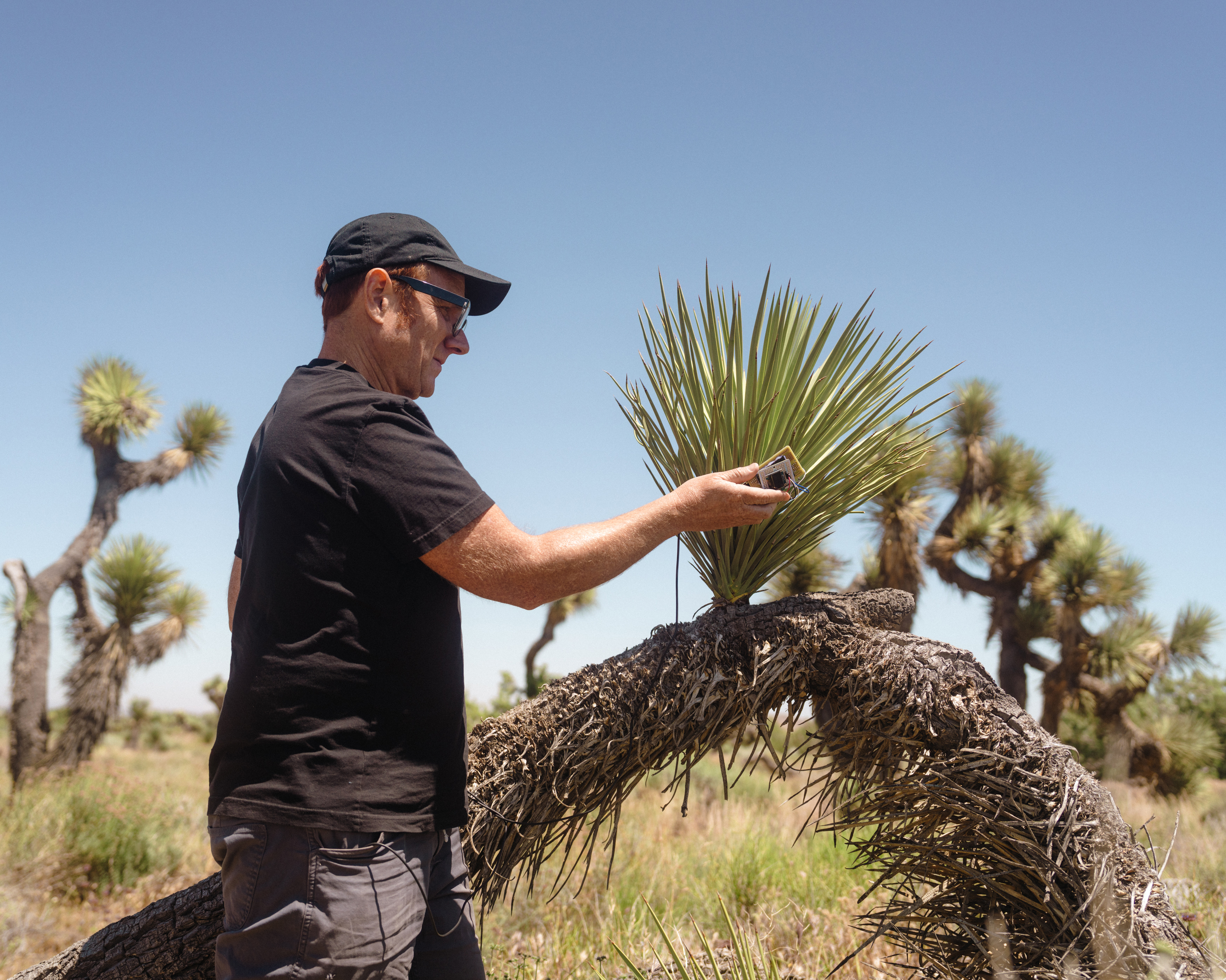 Listen to the yowling, ethereal sounds a Joshua tree can be made to make - Vimarsana News