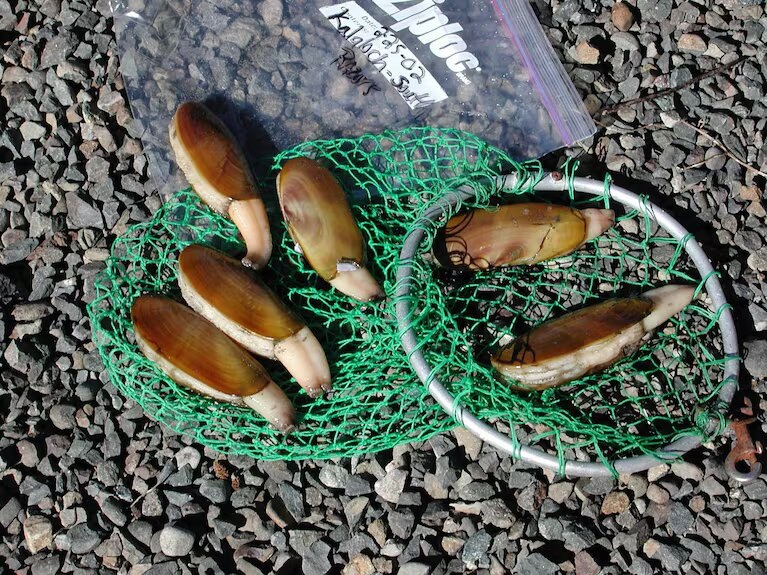 Oregon Coast shellfish harvesting closure expands to clams after poisonings - Vimarsana News