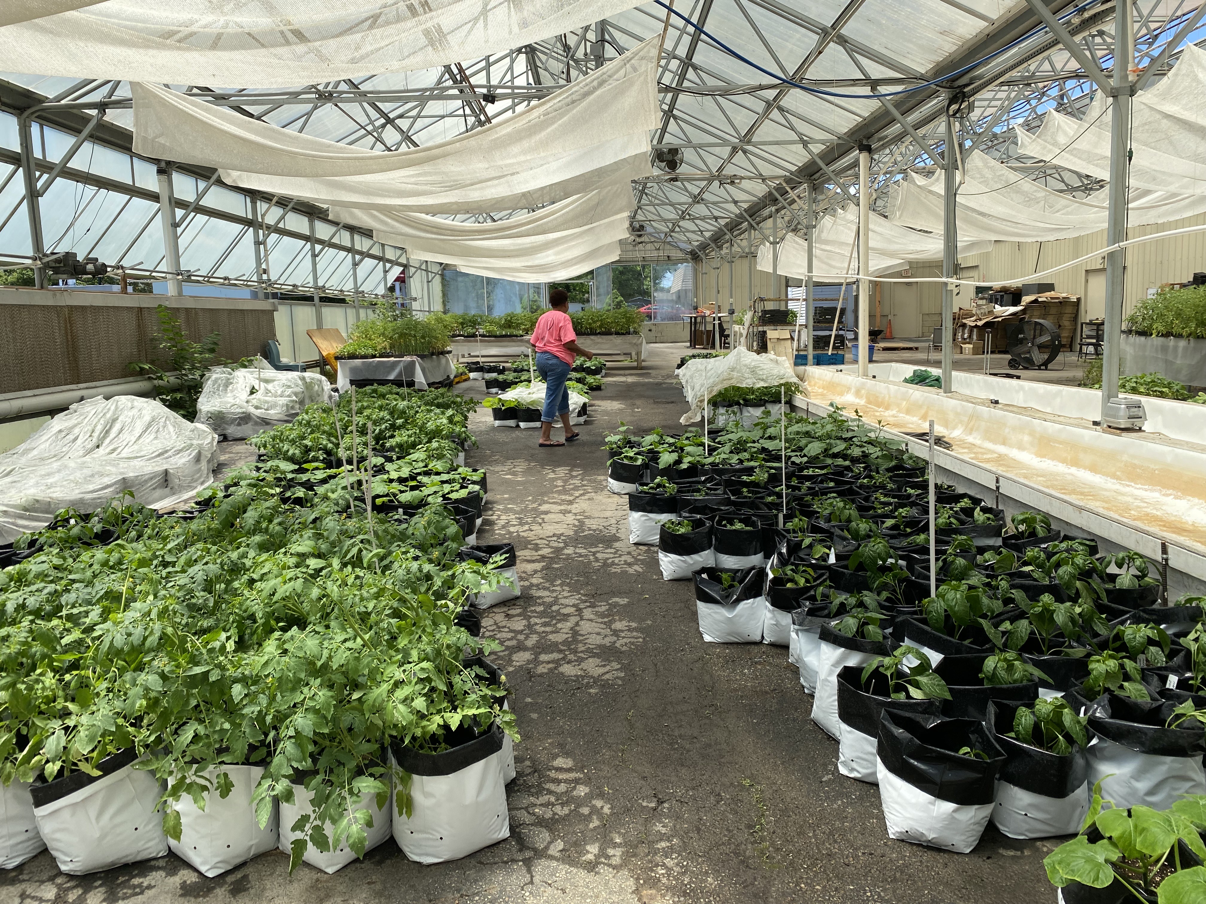 Free porch gardens help Springfield residents access fresh produce - Vimarsana News