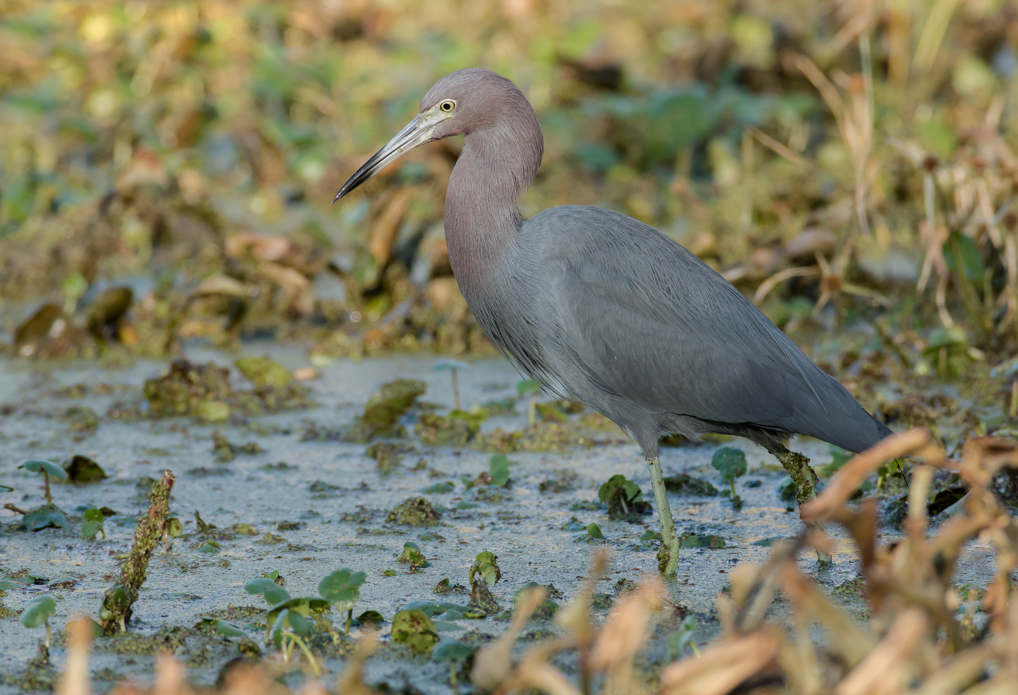 Bird Calls - Little Blue Heron - Vimarsana News