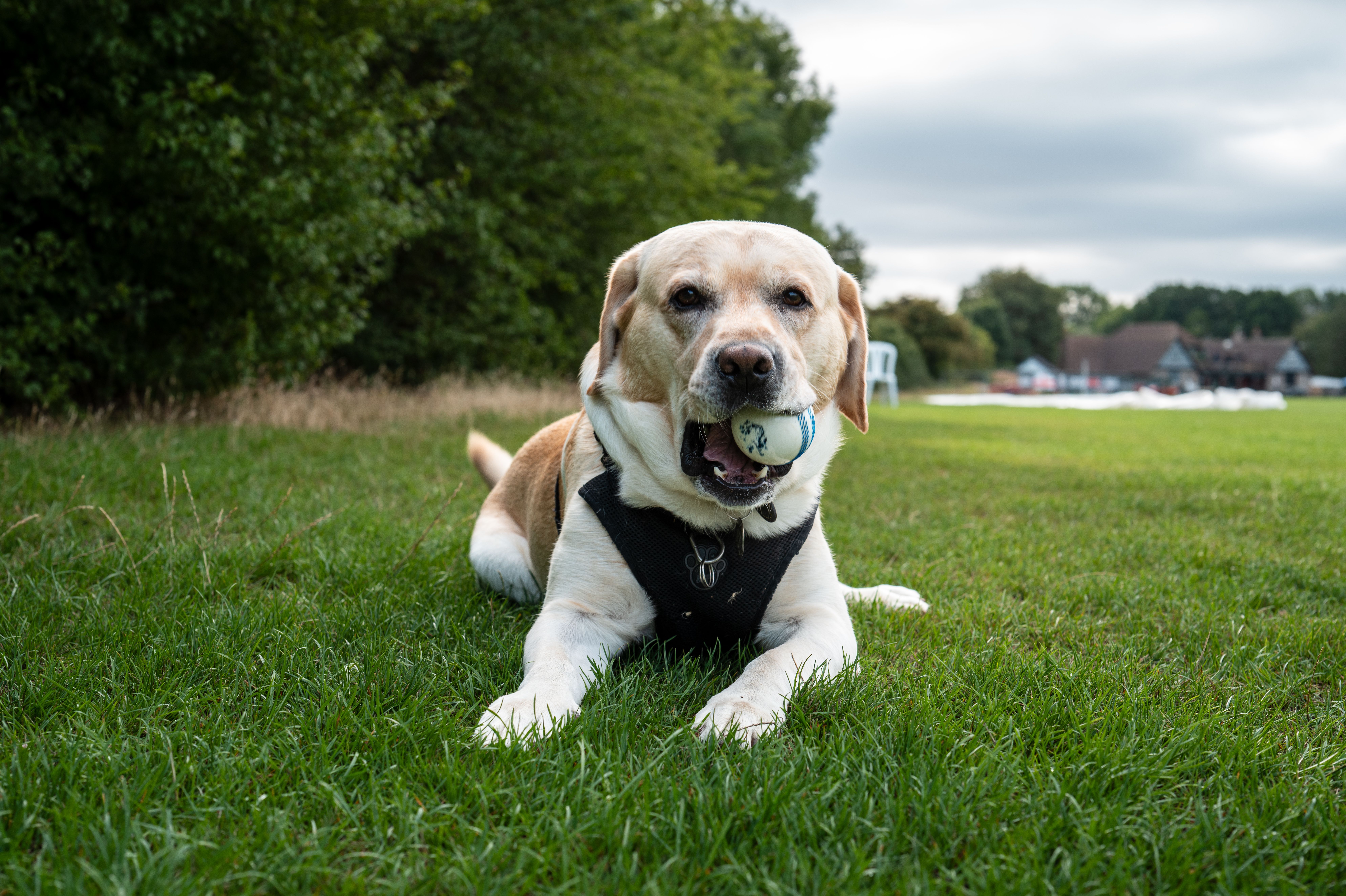 New World screwworm case puts Texas pet owners on alert article cover image