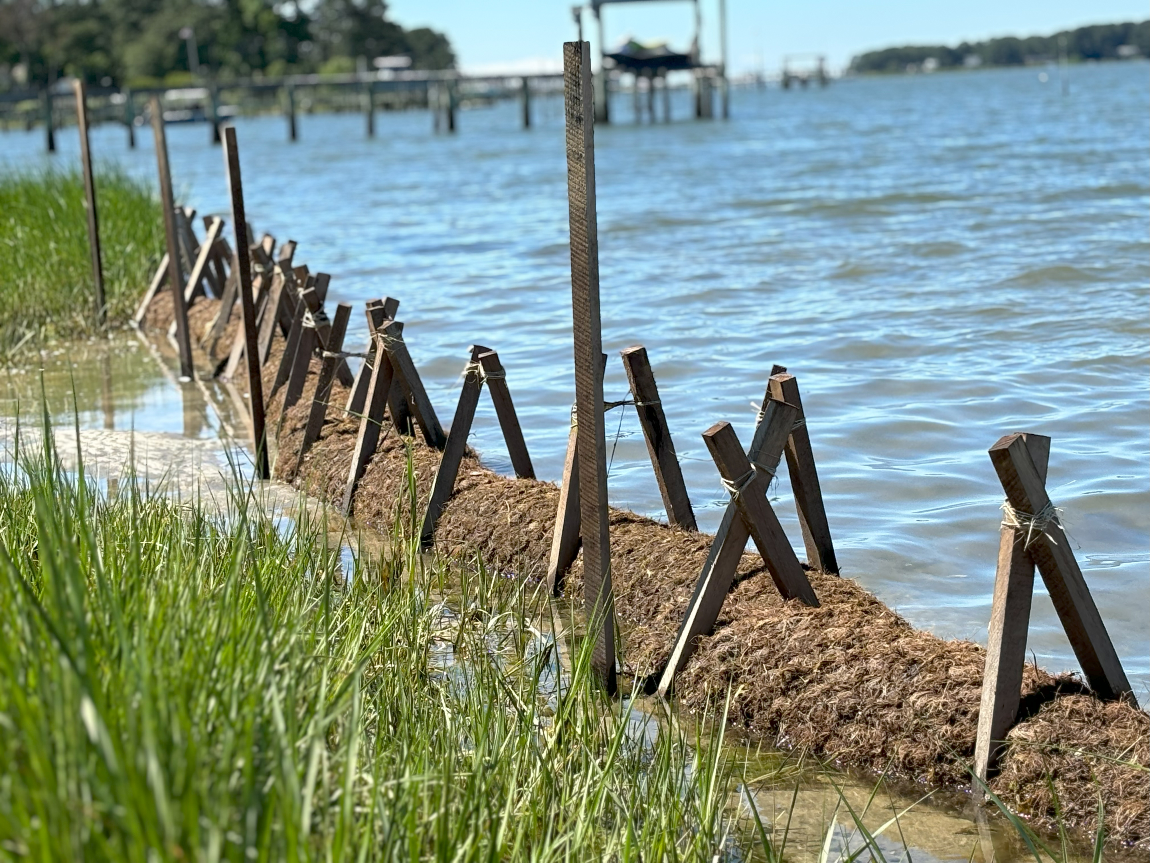 Lynnhaven River Now building region's first living shoreline made of mussels - Vimarsana News