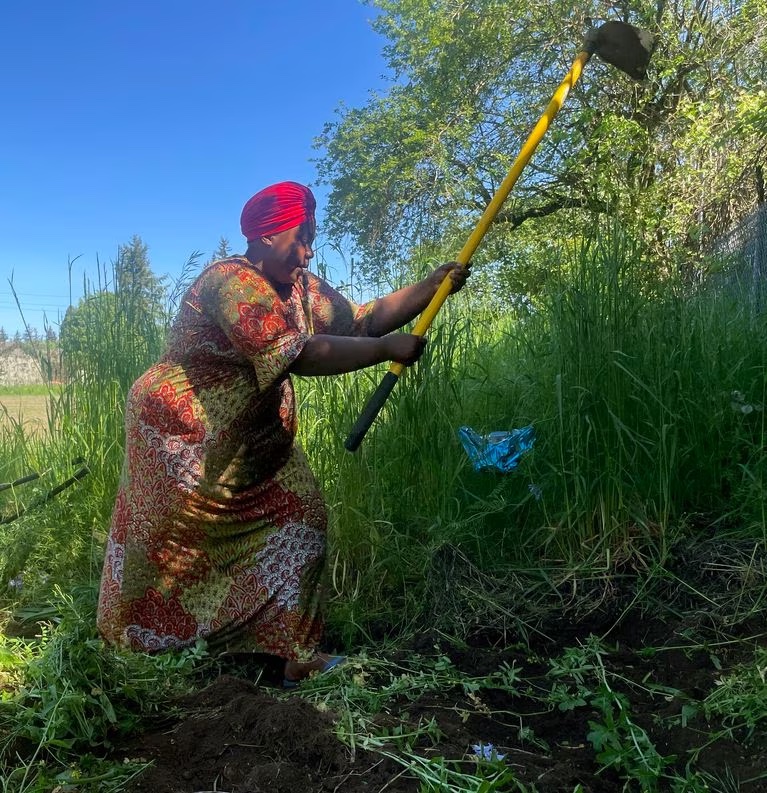 When the foods they grew up with can't be found, refugees in Oregon are growing their own - Vimarsana News