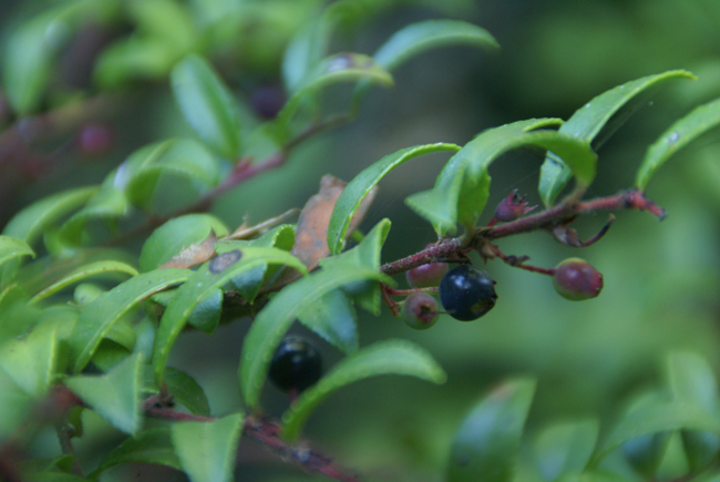 How toxins can affect first foods, tribal health - Vimarsana News