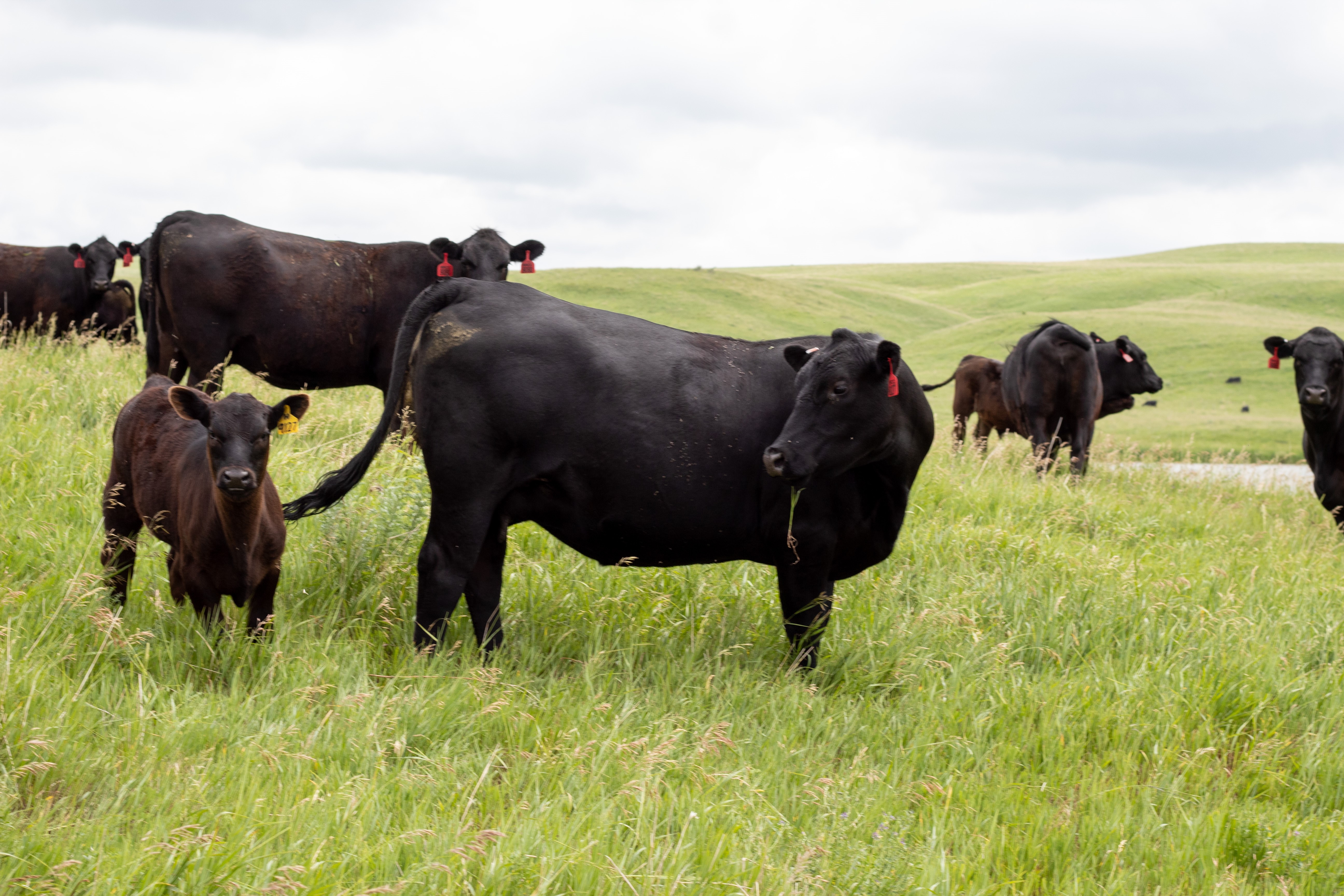 Ranchers, lawmakers split over bill to protect grasslands - Vimarsana News