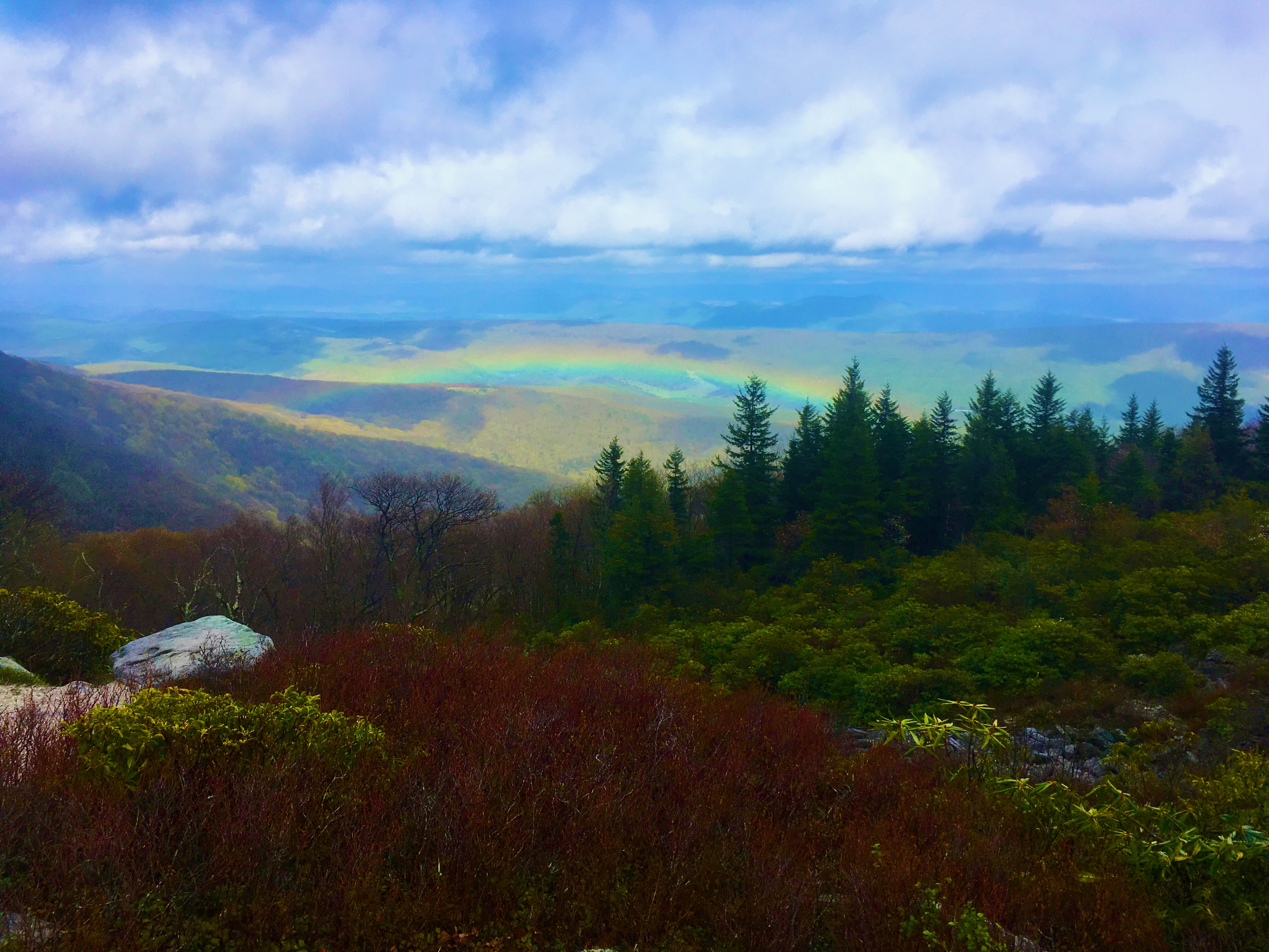 W.Va. Wildflower Pilgrimage Give Naturalists An Inside Look At Dolly Sods - Vimarsana News
