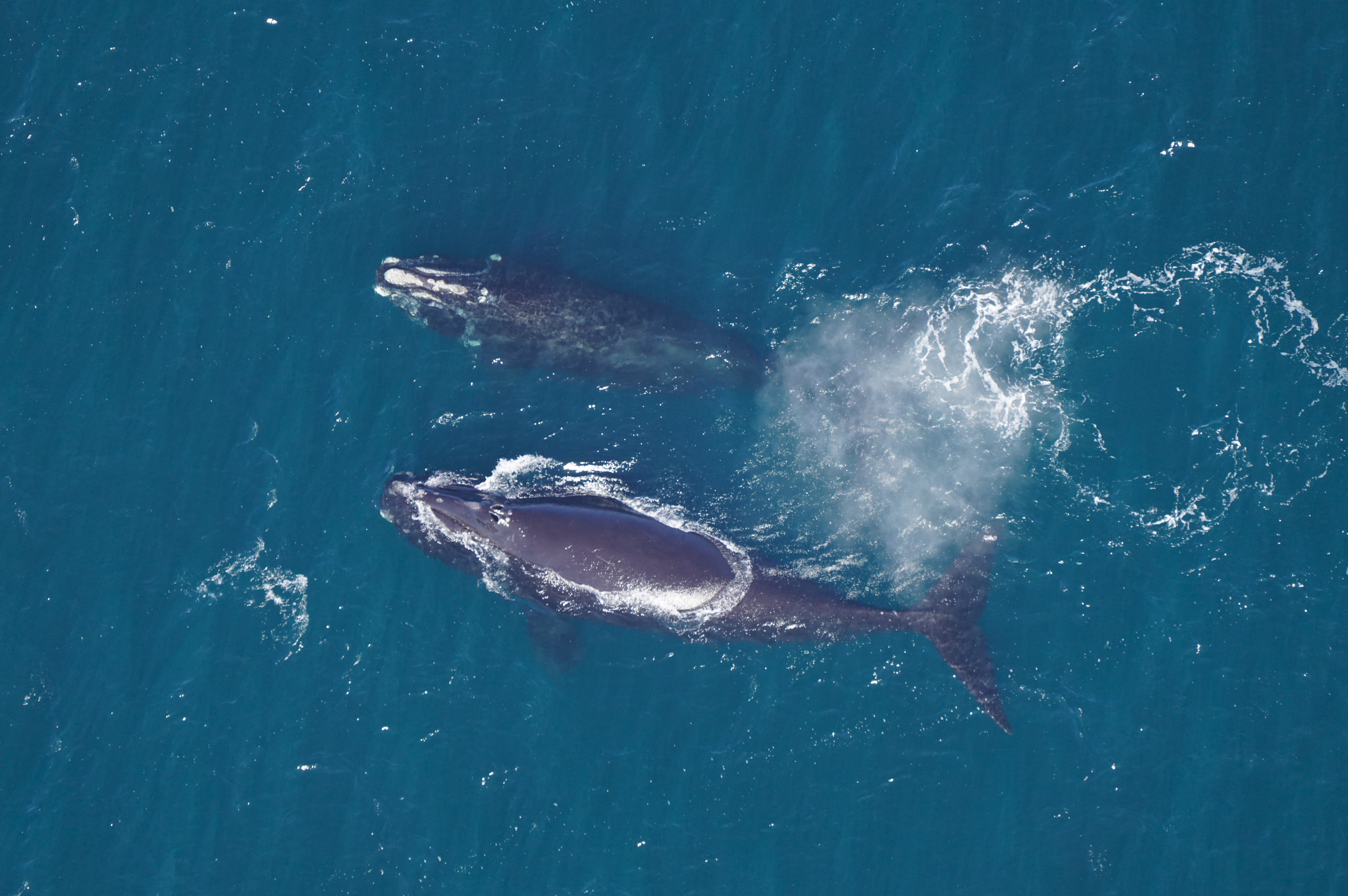 Whales and dolphins are suffering from impacts of climate change: report - Vimarsana News
