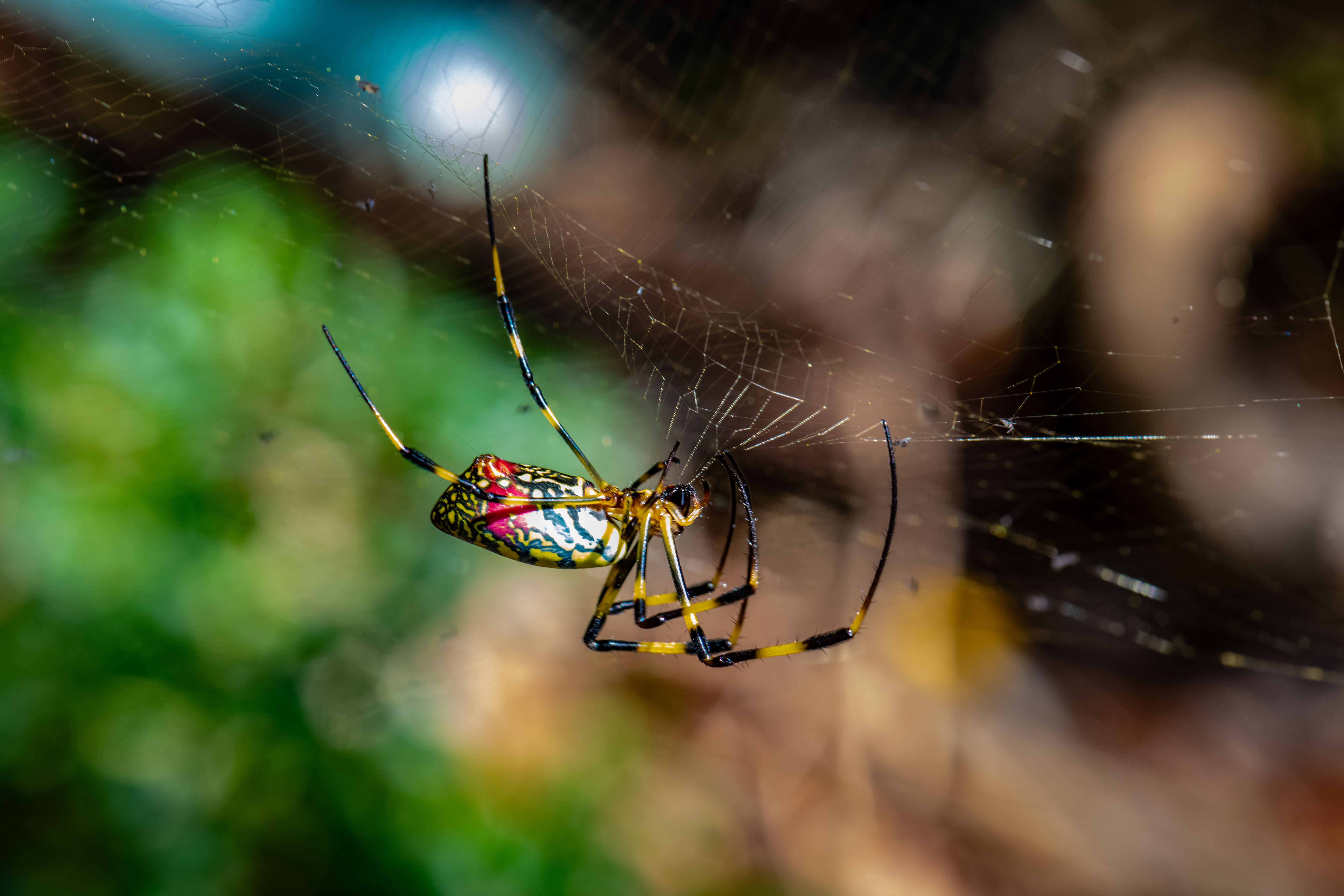 Joro spiders are giant, colorful and a little creepy. Are they coming to CT? - Vimarsana News
